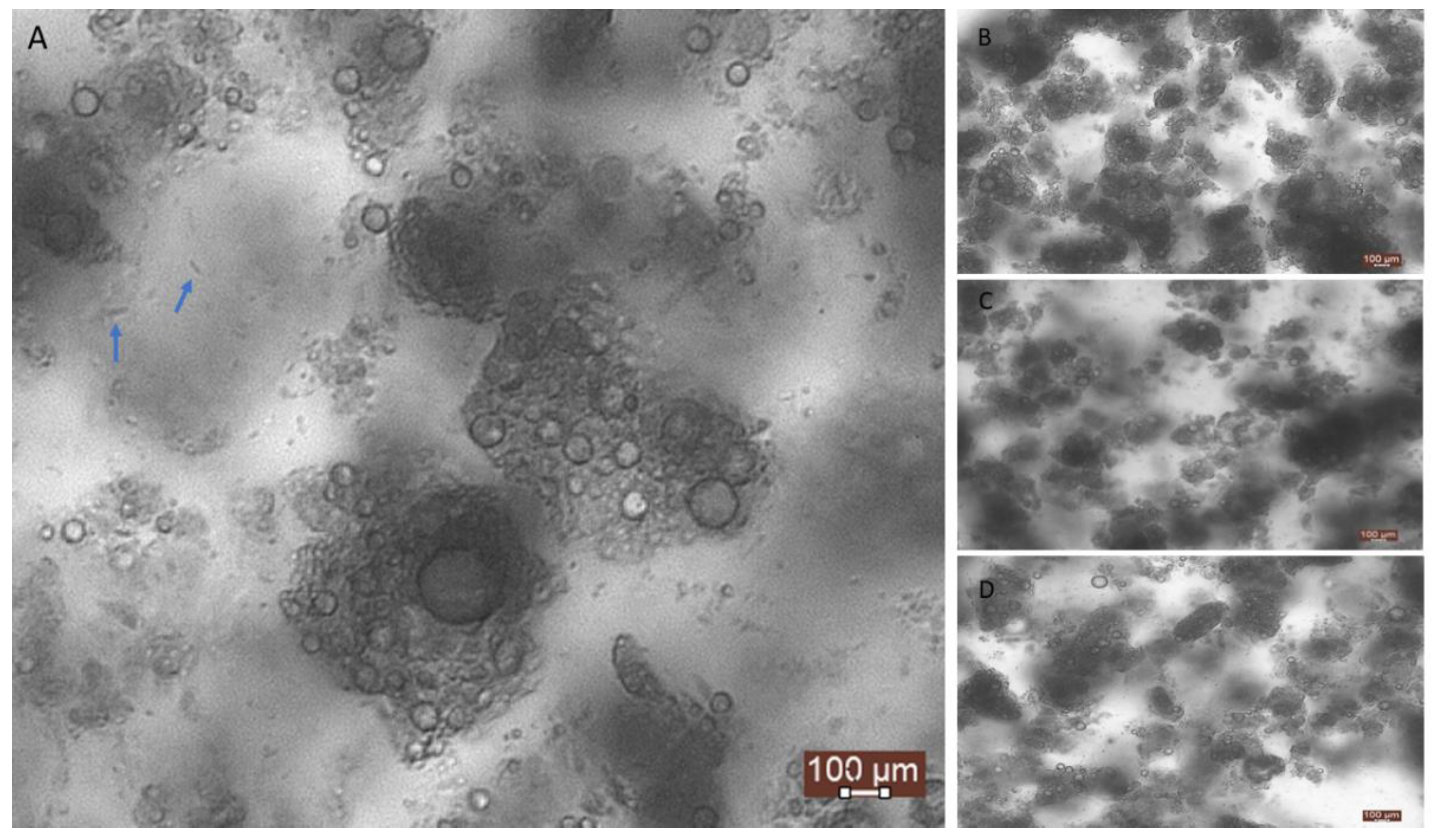 Molecules 26 01504 g003 Molecules 26 01504 g003