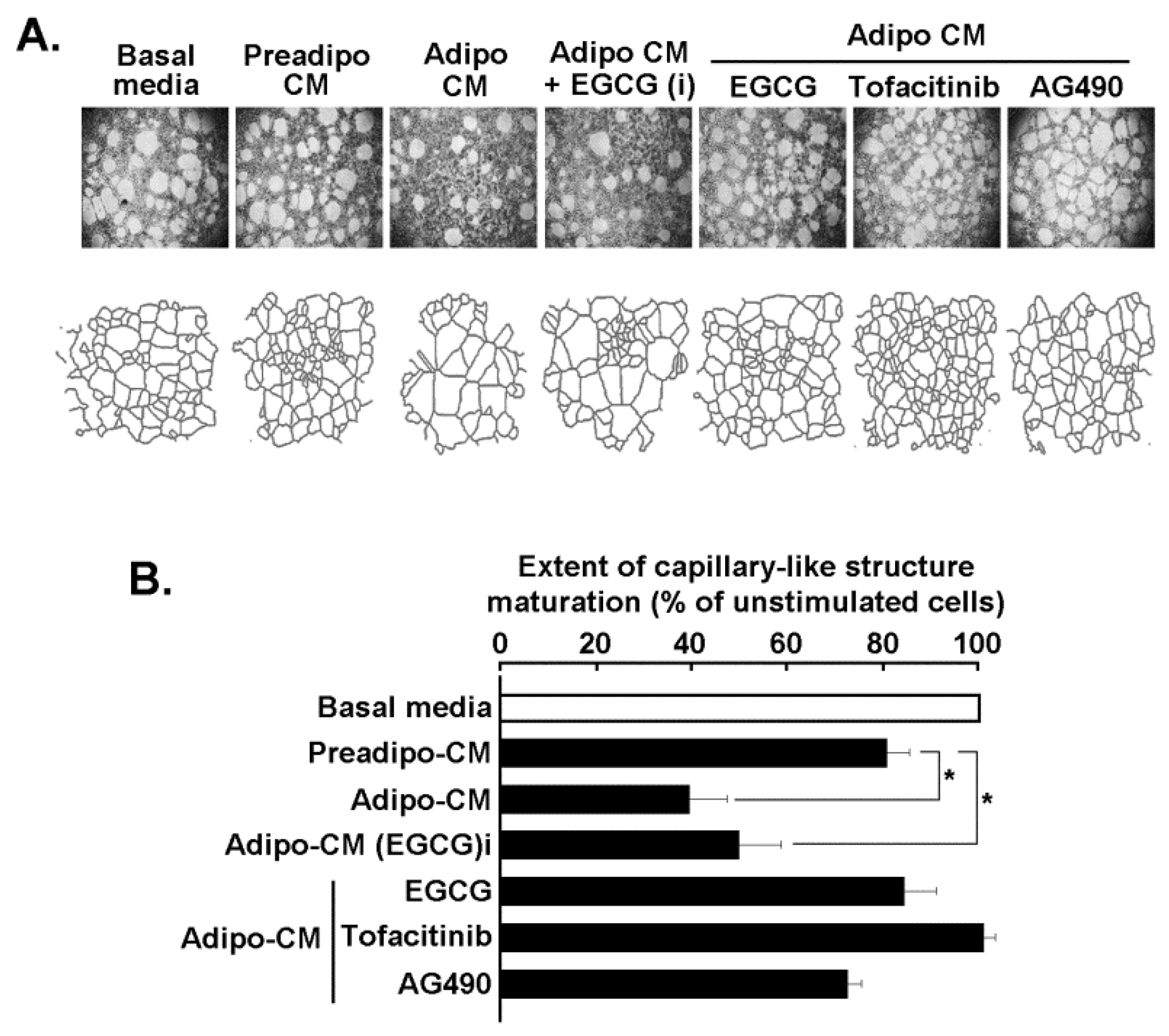 Molecules 26 01506 g006