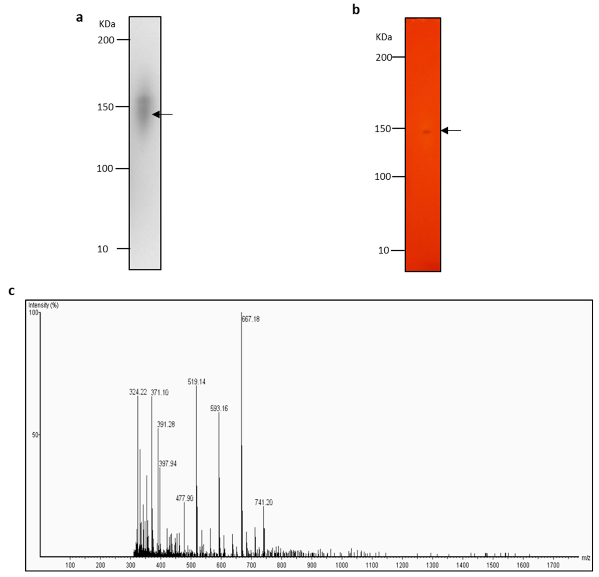 Molecules 26 01542 g004