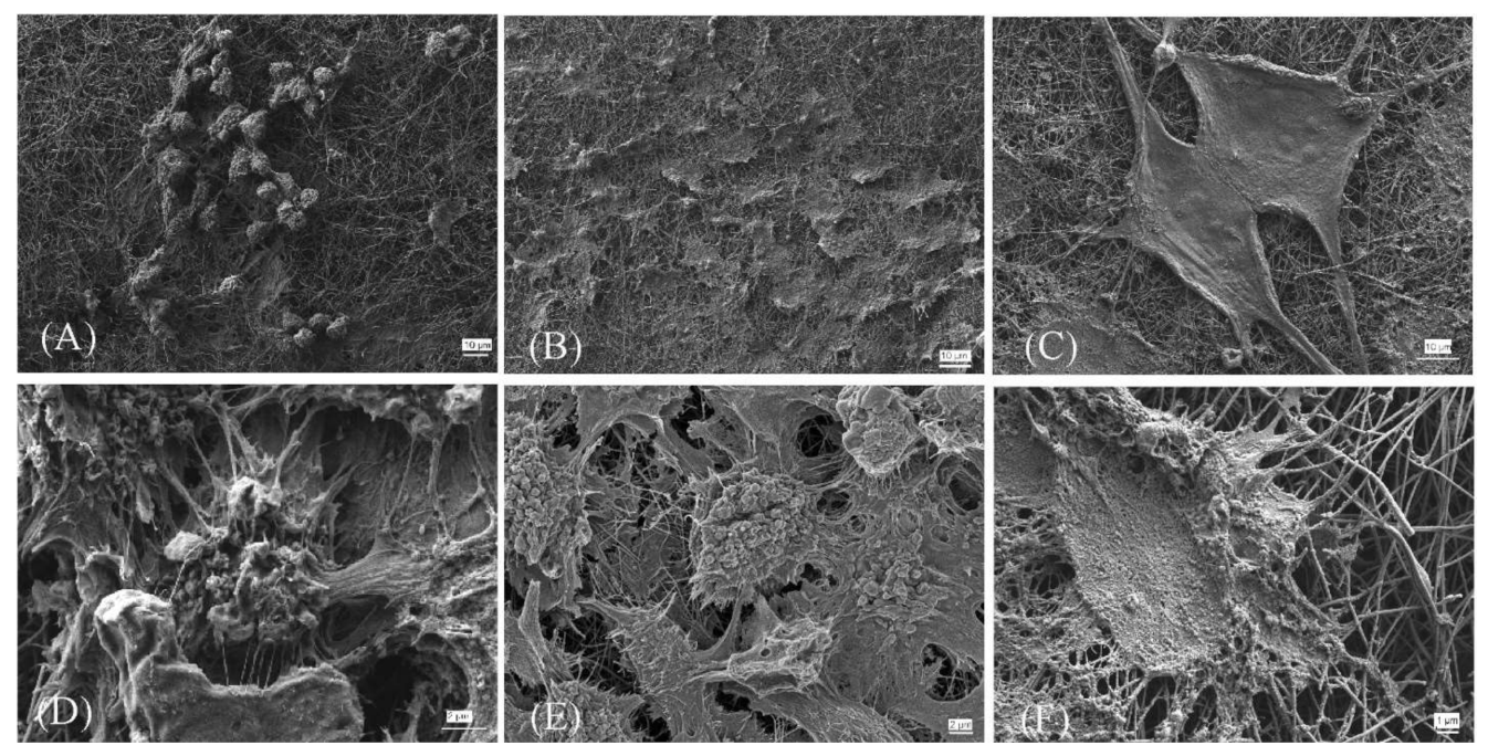 Molecules 26 01552 g008