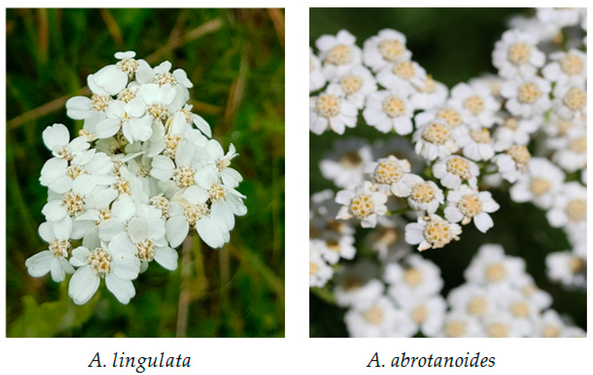 Molecules 26 01601 g001