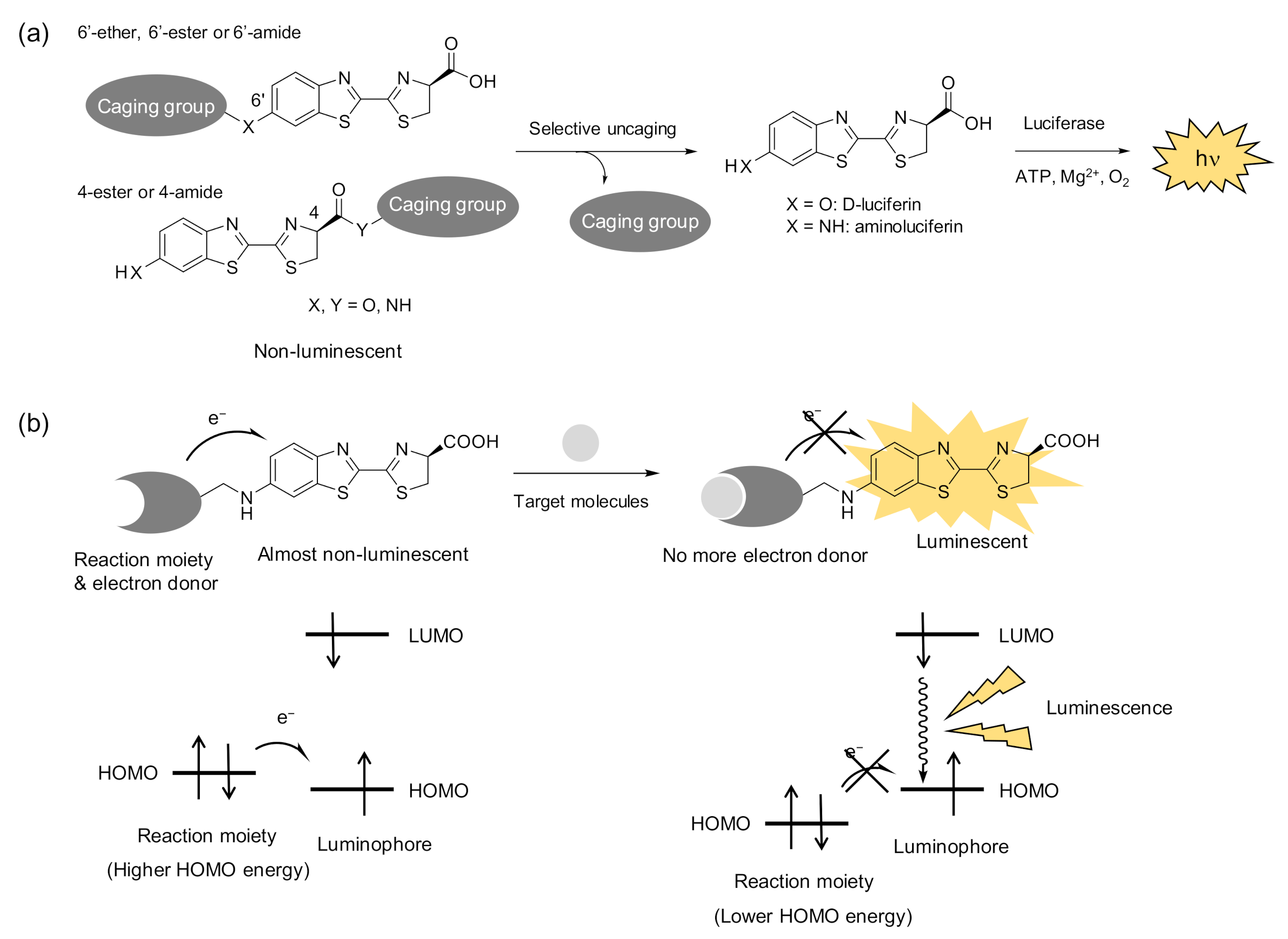 Molecules 26 01618 g005