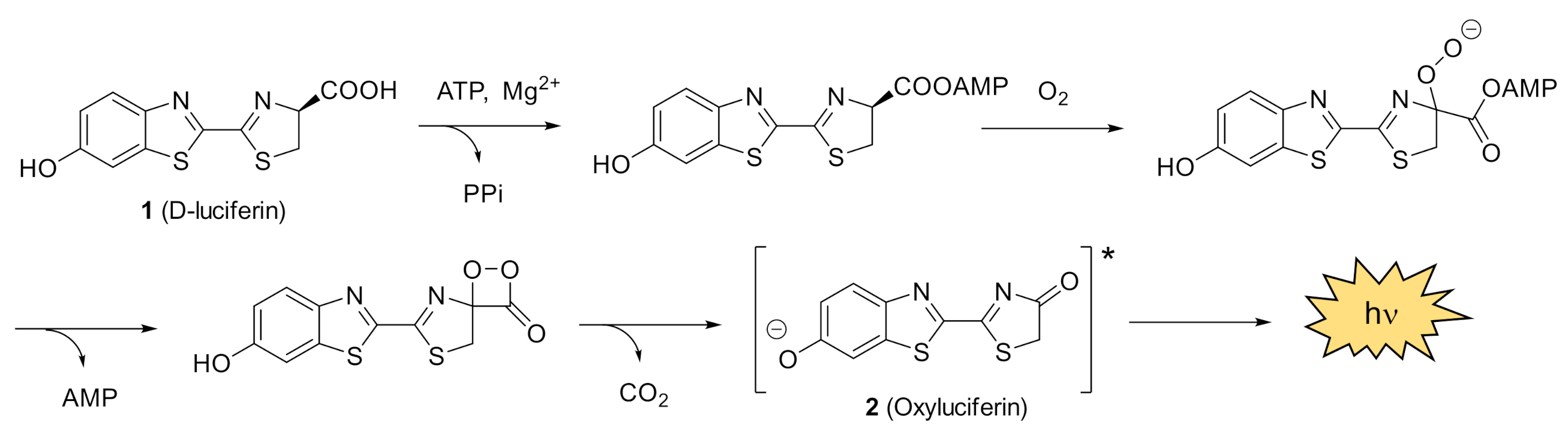 Molecules 26 01618 sch001