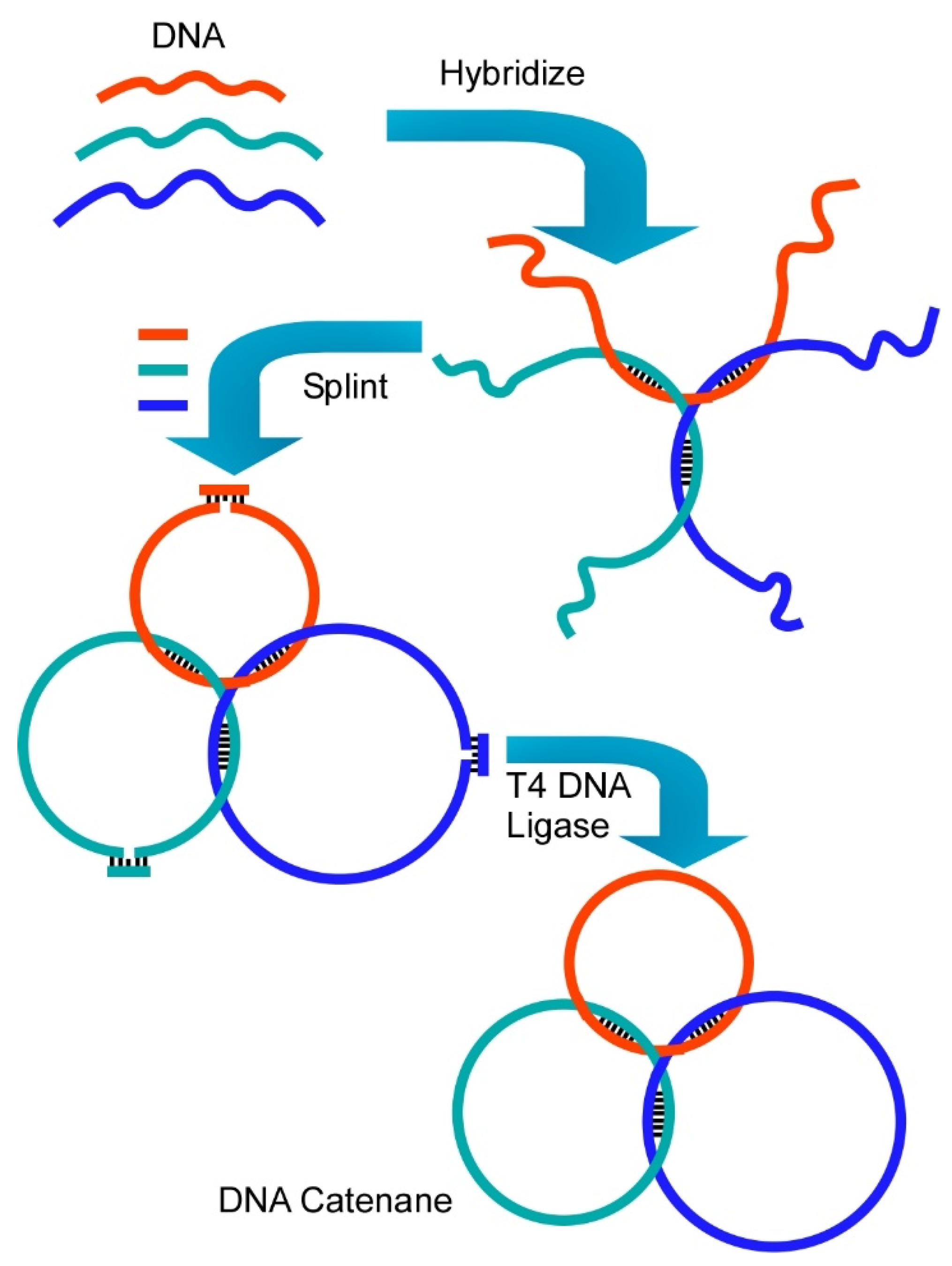 Molecules 26 01621 g021