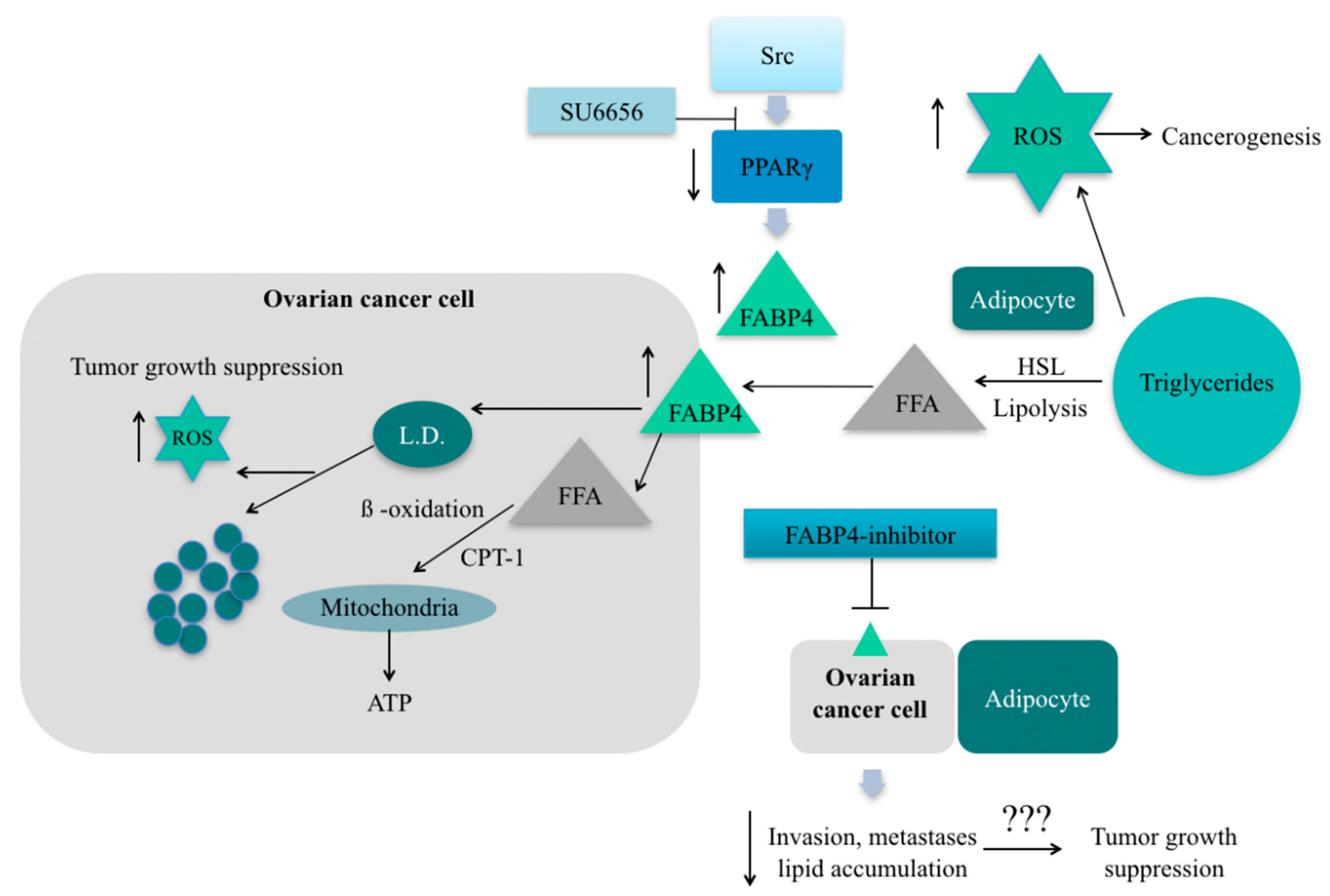 Molecules 26 01659 g002