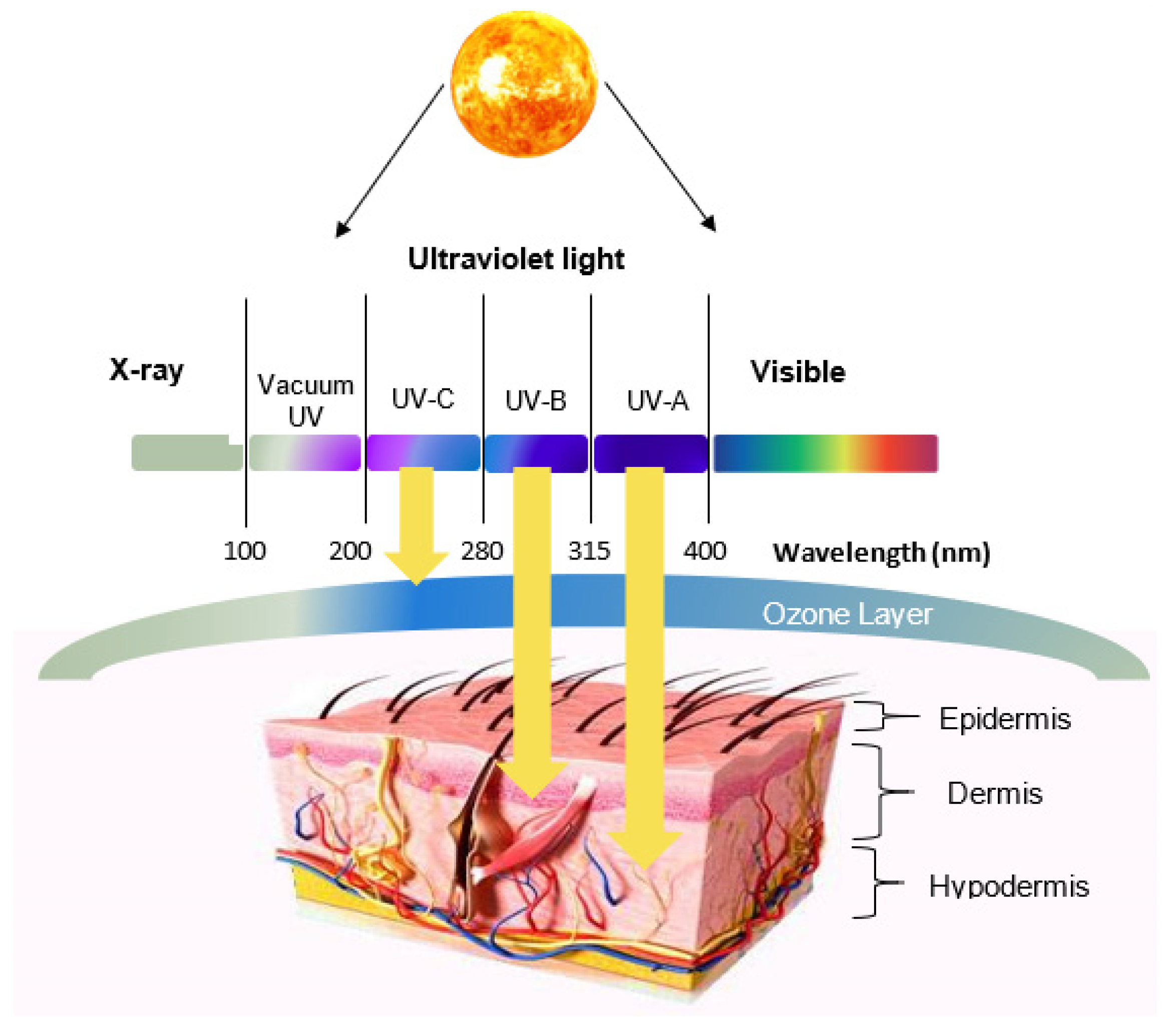 Molecules 26 01698 g001