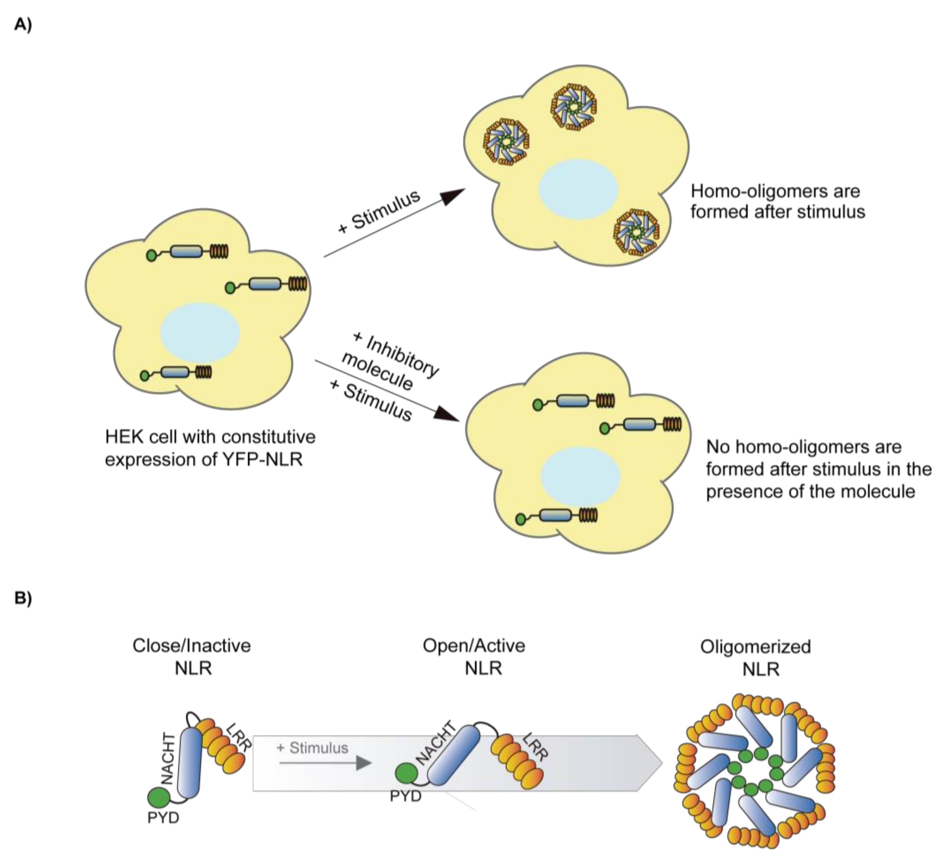 Molecules 26 01704 g003