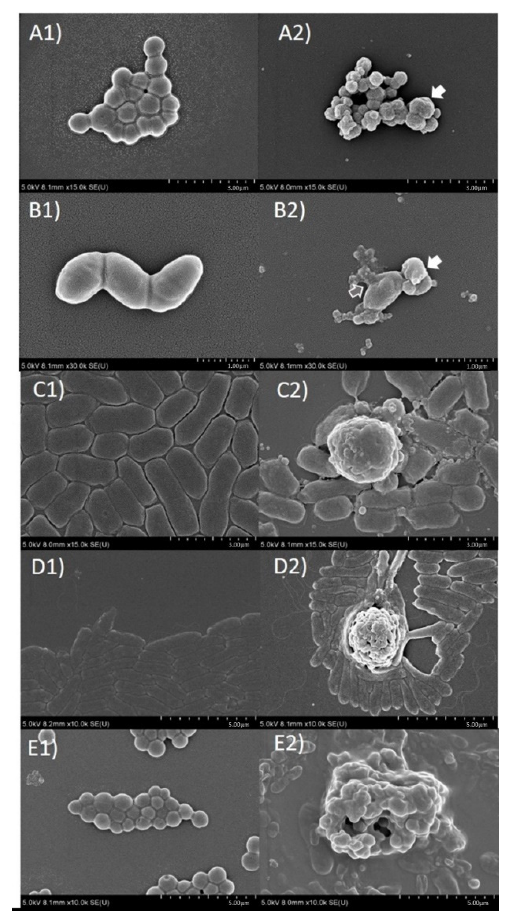 Molecules 26 01773 g003