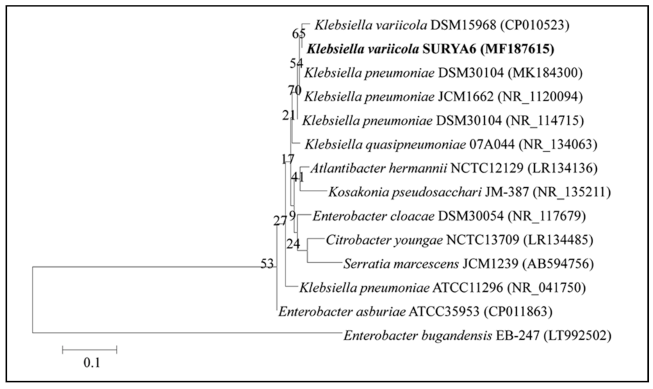 Molecules 26 01894 g005