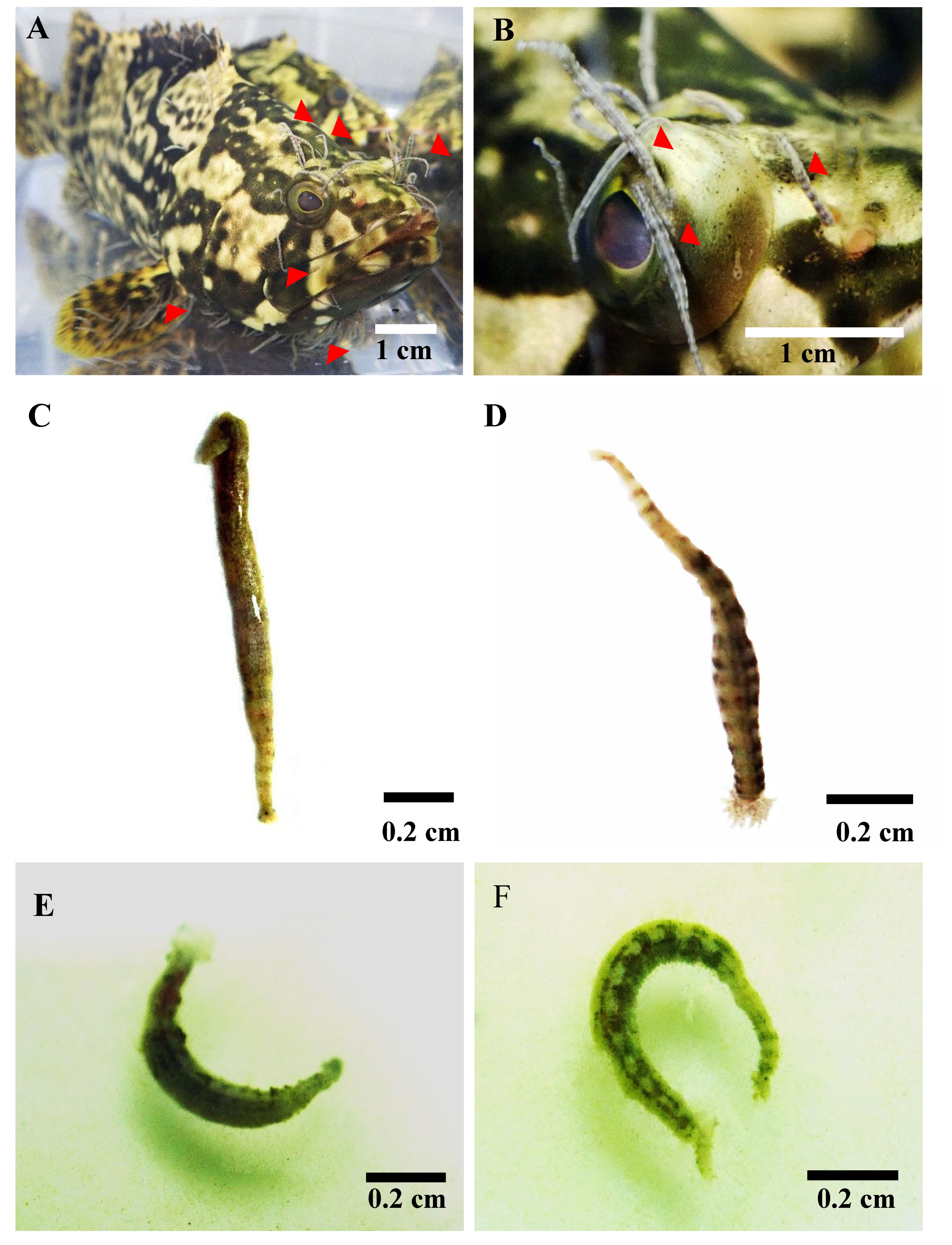 Molecules 26 01908 g001