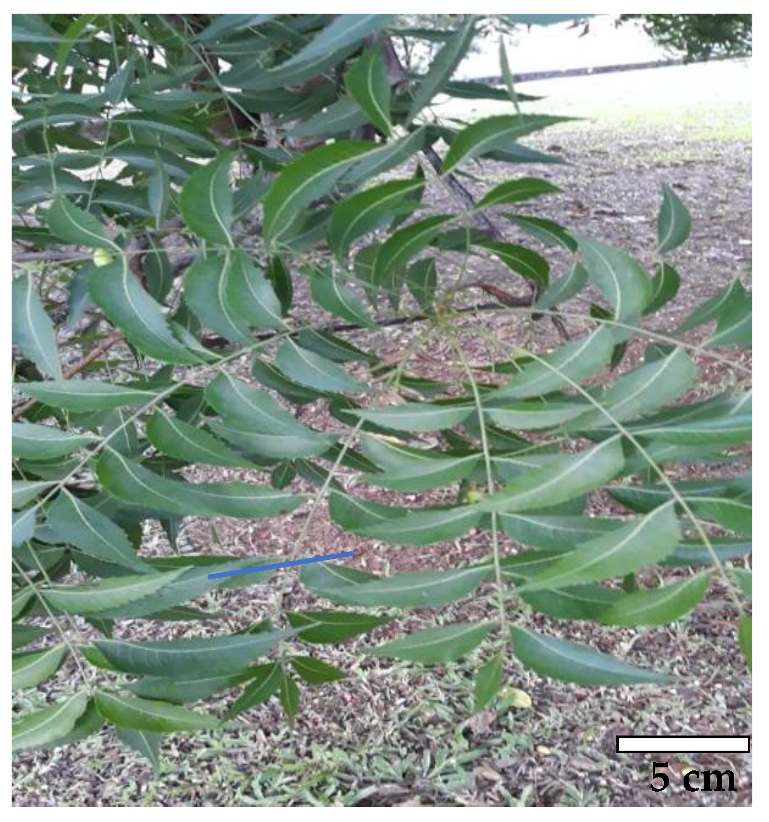 Molecules 26 01908 g002