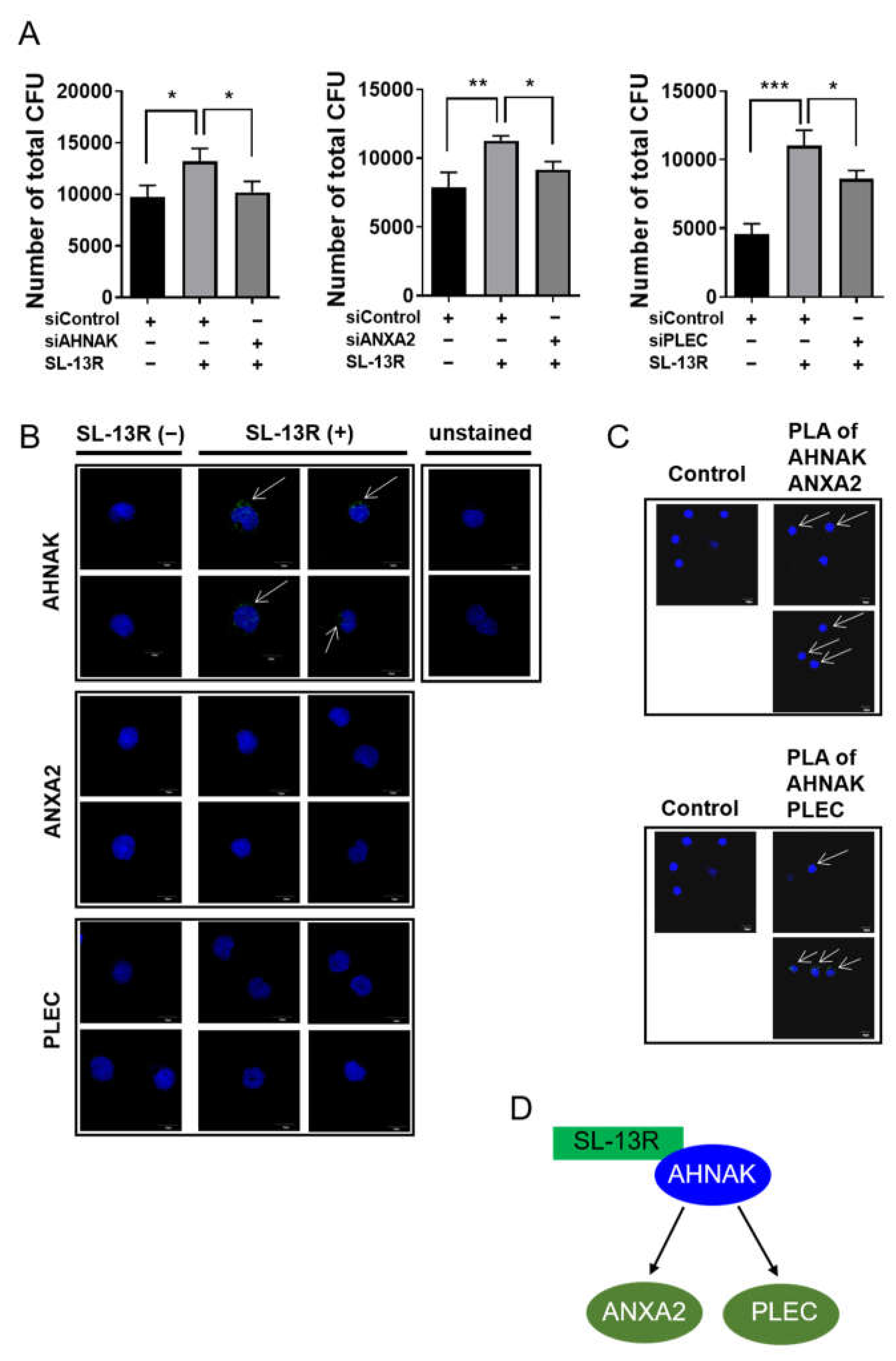 Molecules 26 01995 g005