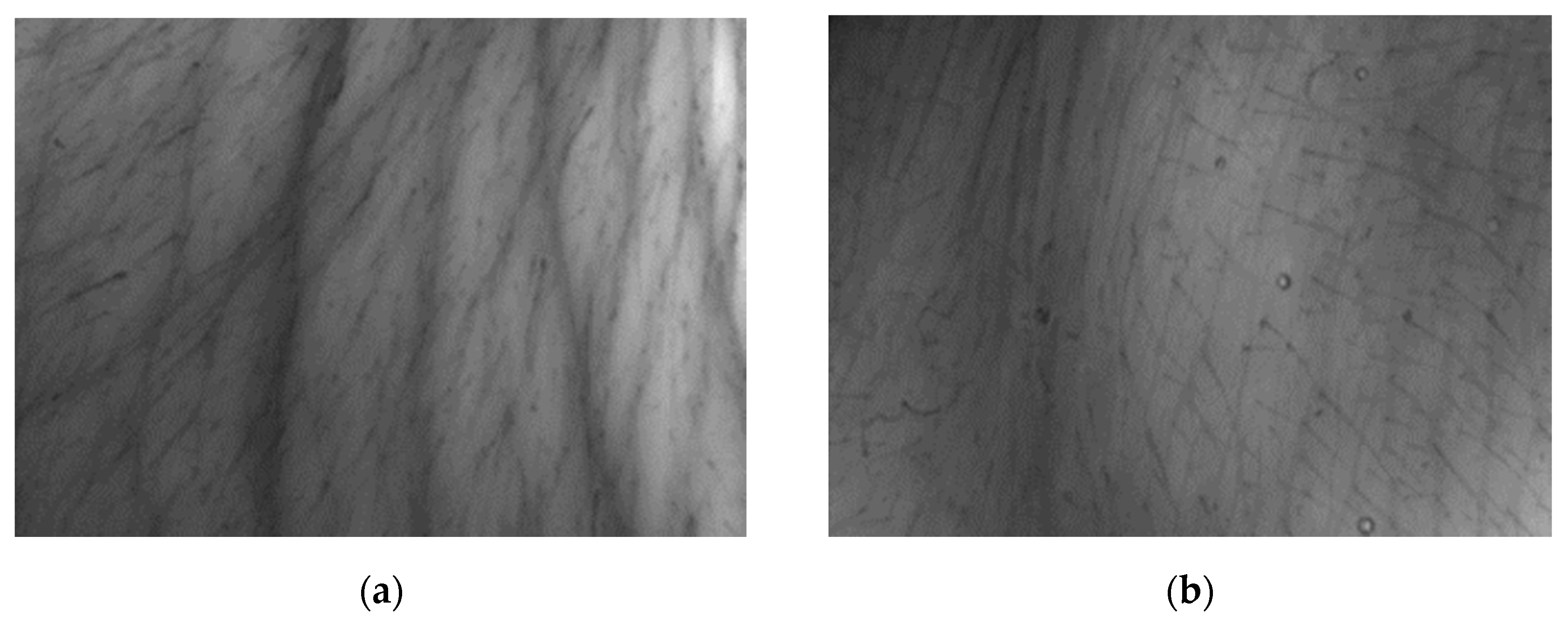 Molecules 26 02021 g006