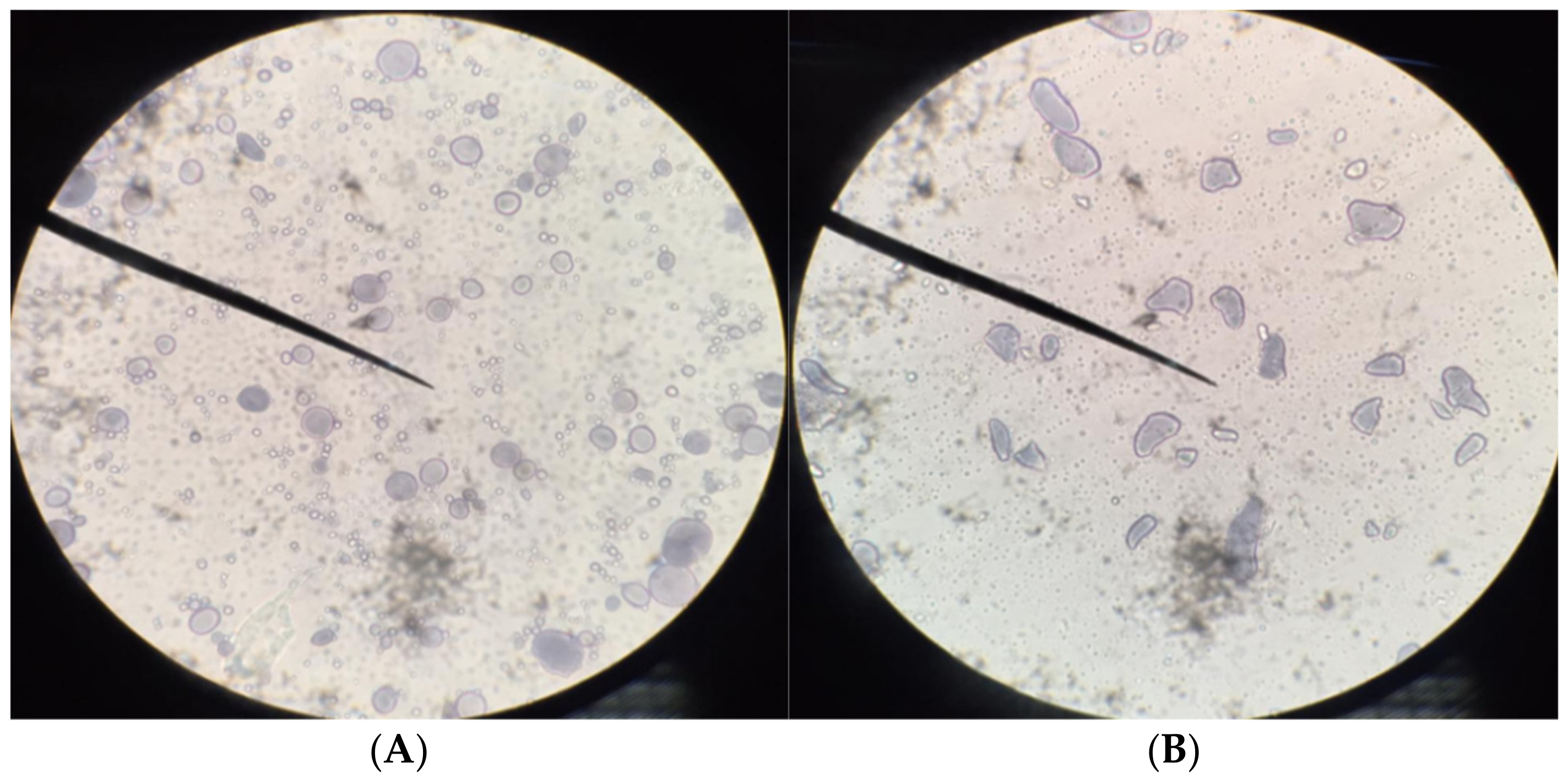 Molecules 26 02070 g001 Molecules 26 02070 g001