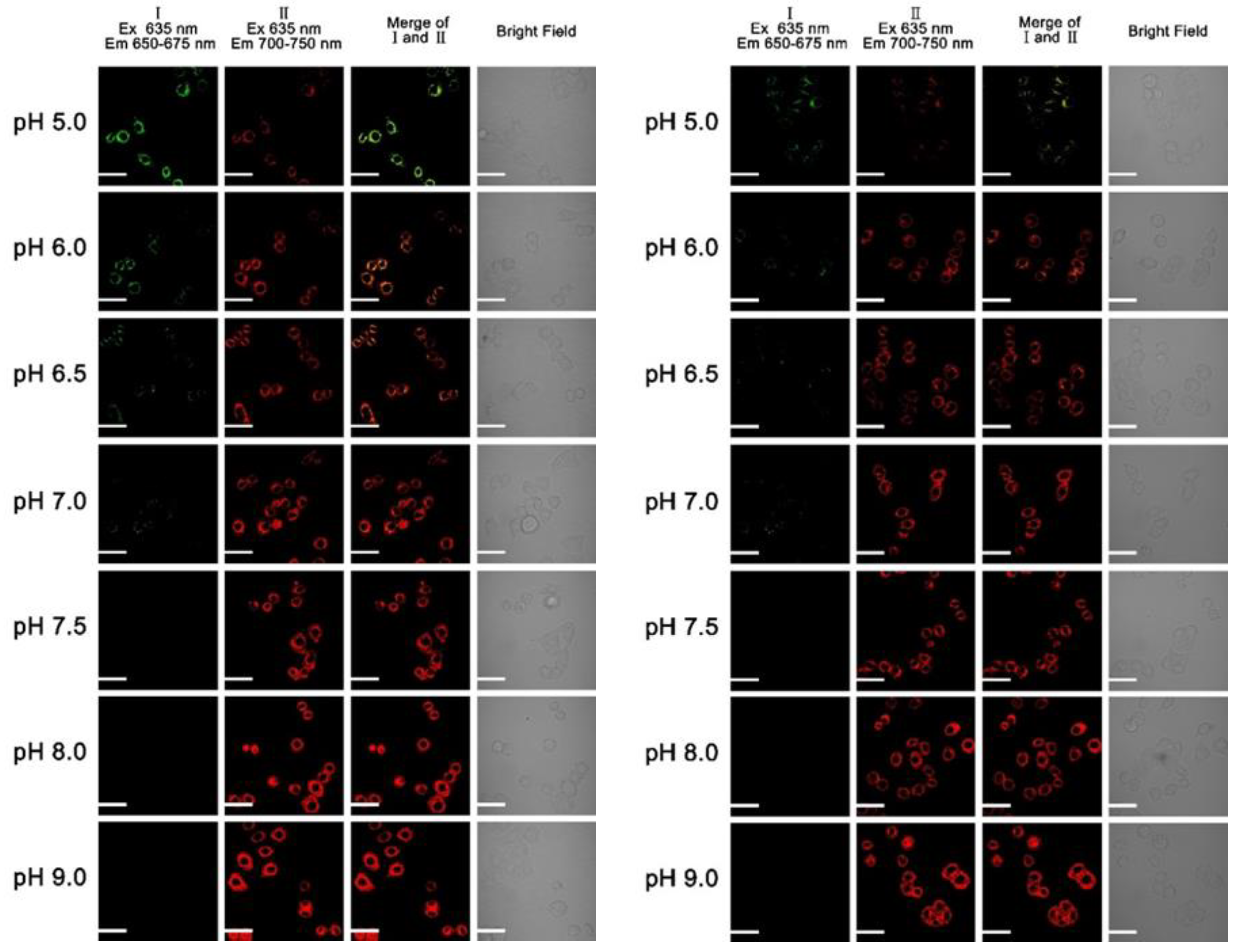 Molecules 26 02088 g016 Molecules 26 02088 g016