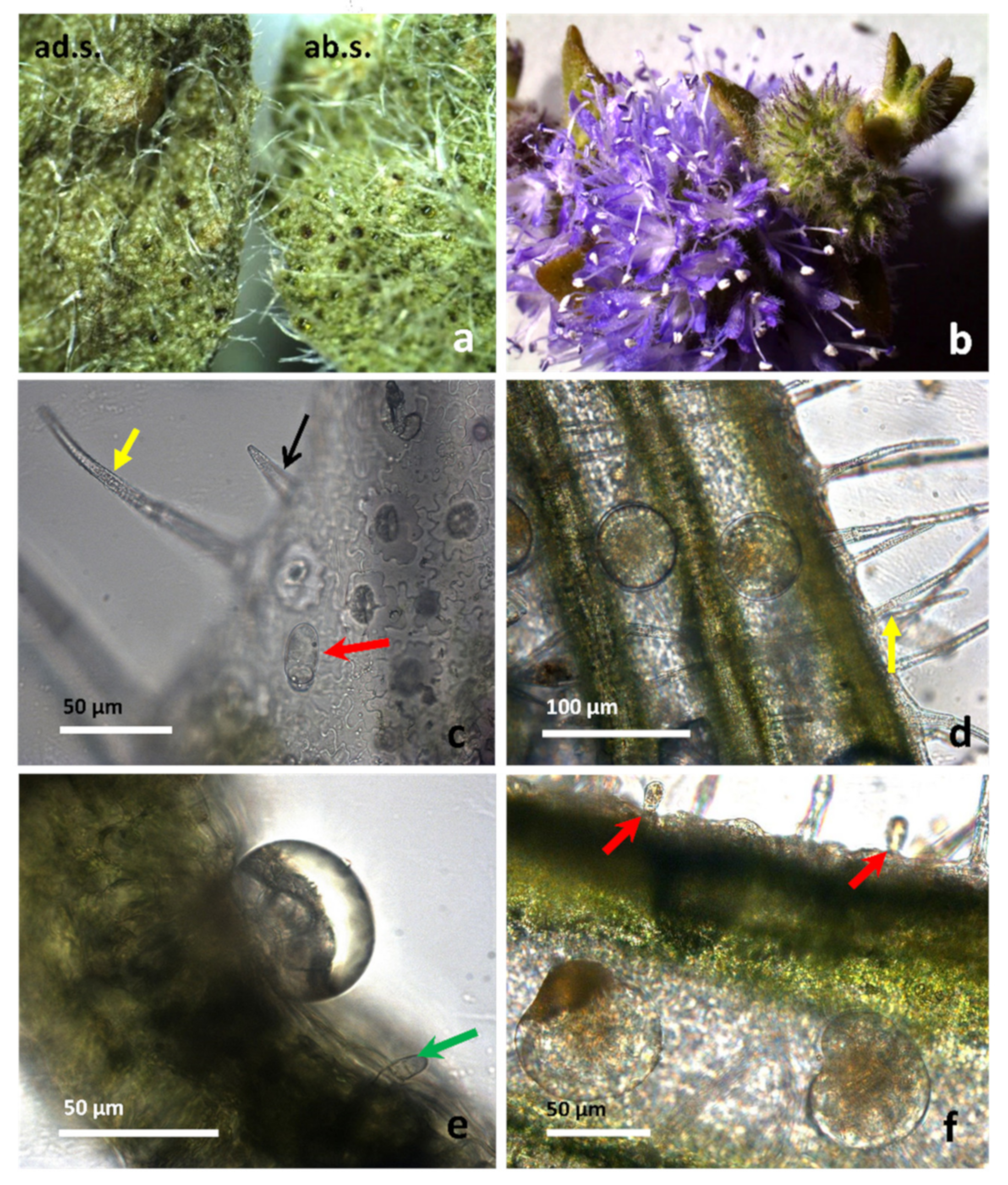 Molecules 26 02154 g002