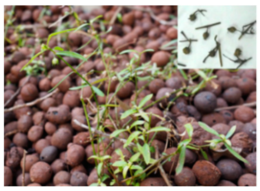 Molecules 26 02173 i008