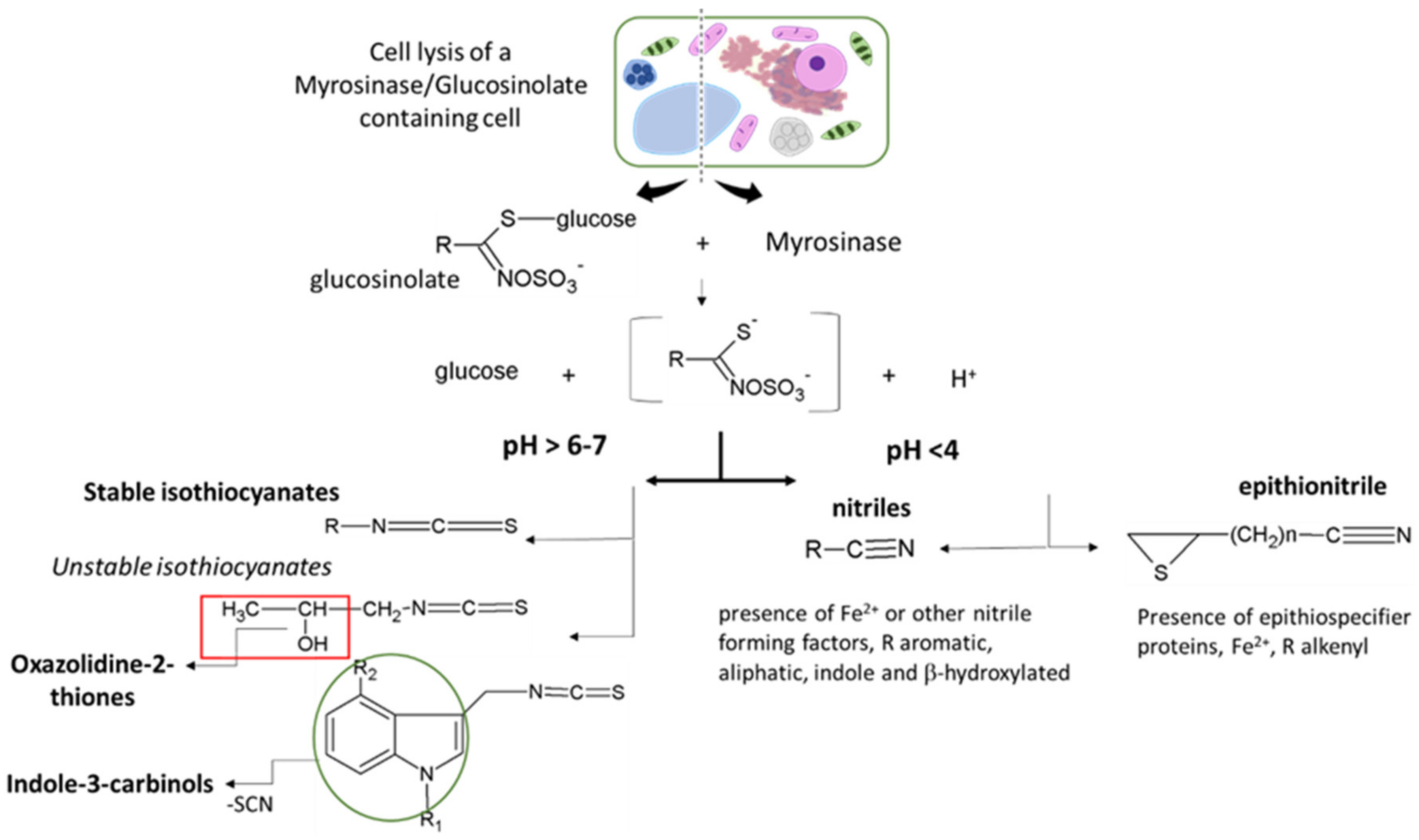 Molecules 26 02174 g003