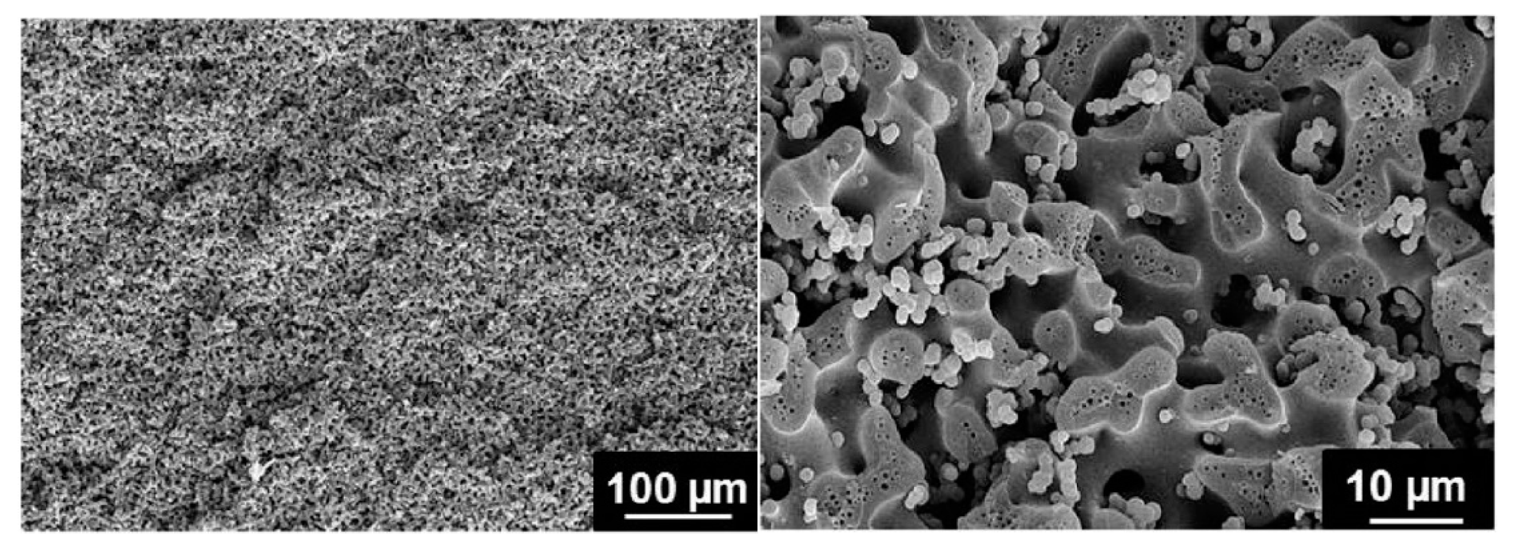 Molecules 26 02203 g021