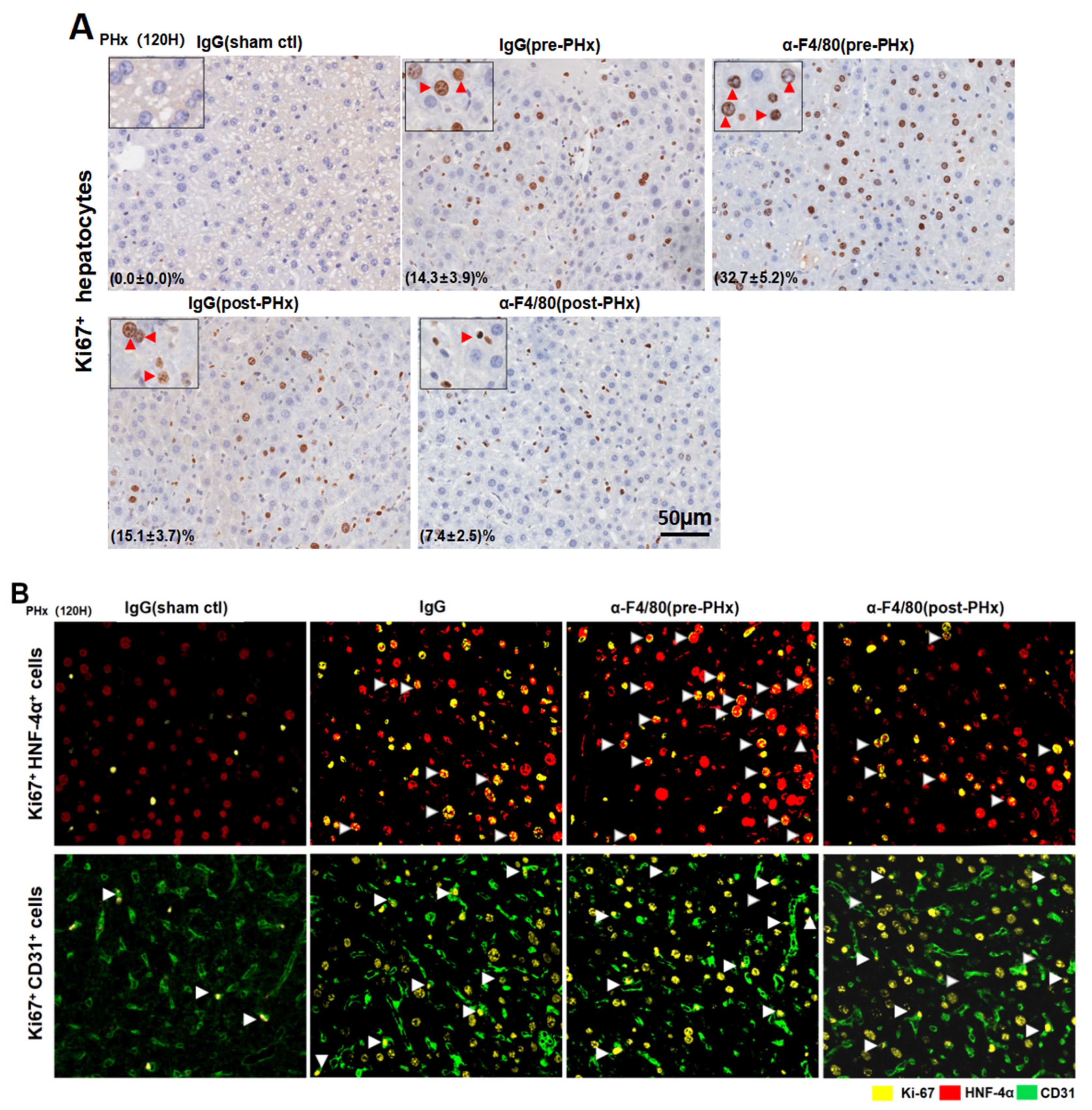 Molecules 26 02231 g003a