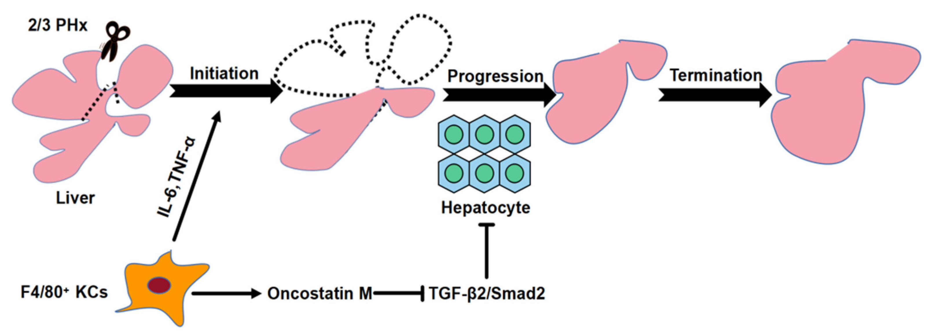 Molecules 26 02231 g011