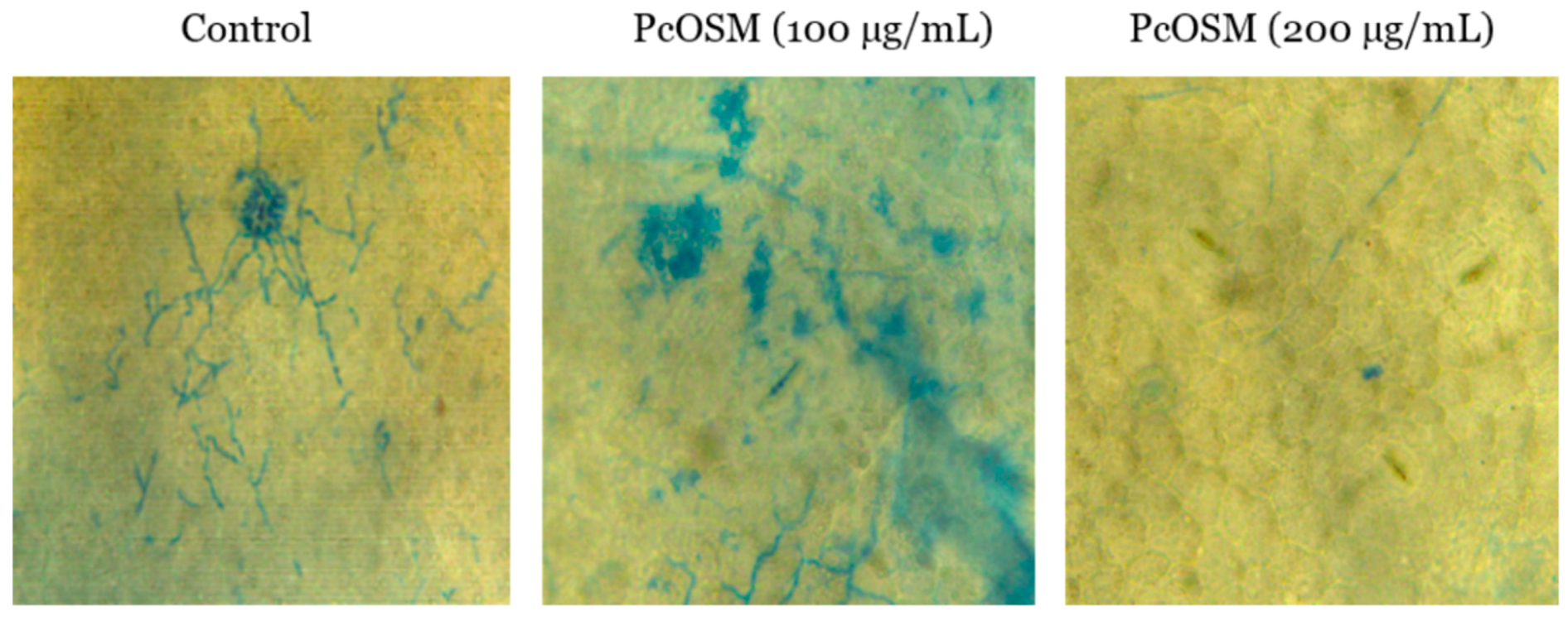 Molecules 26 02239 g002