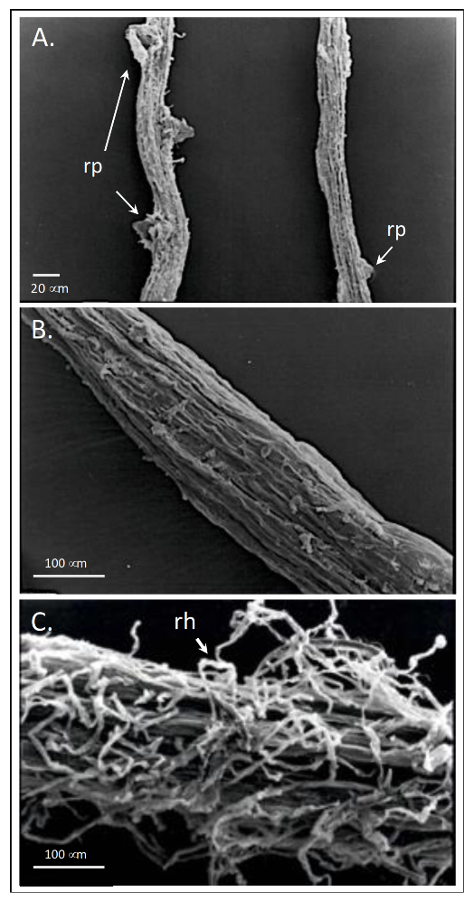 Molecules 26 02256 g007