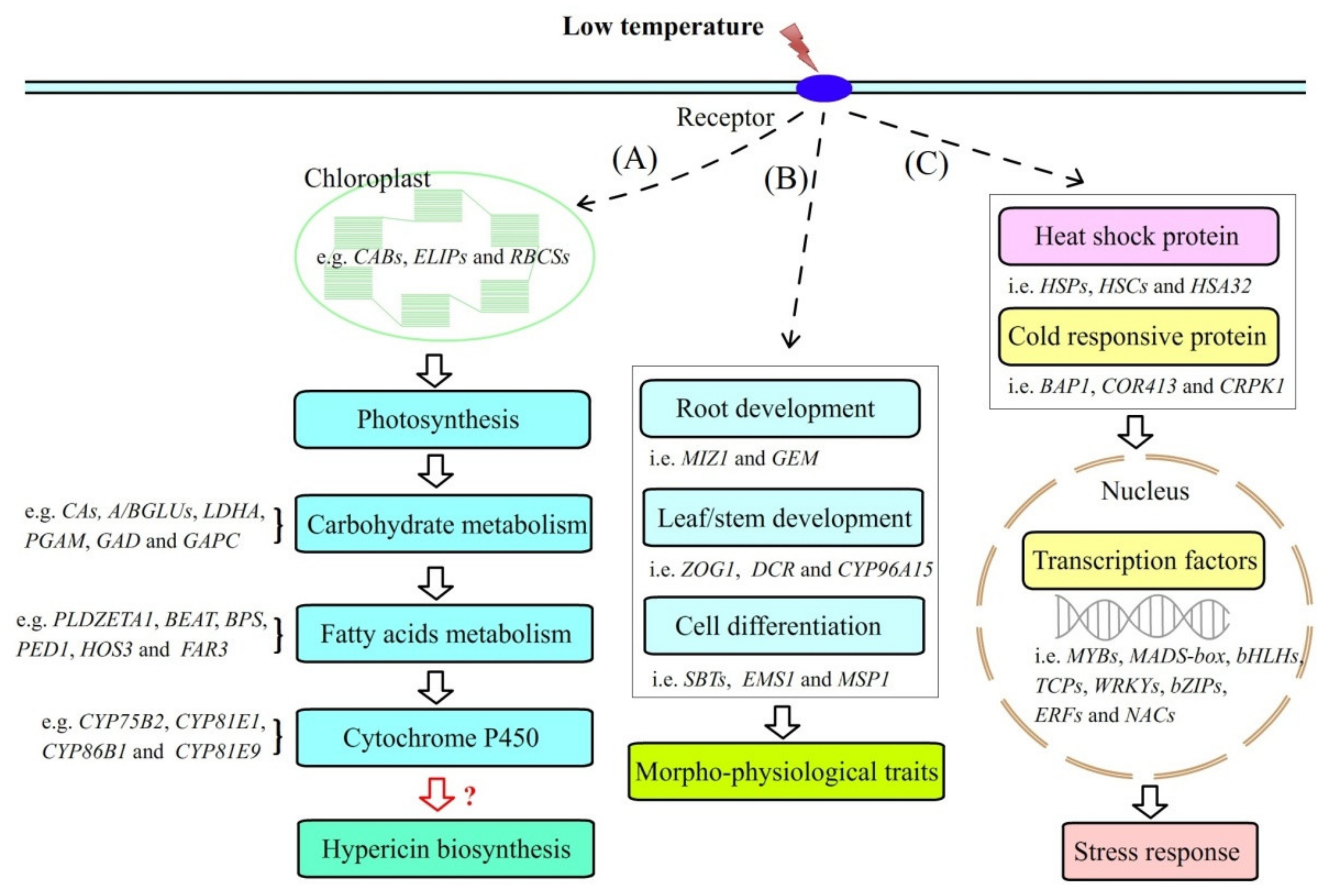 Molecules 26 02294 g007
