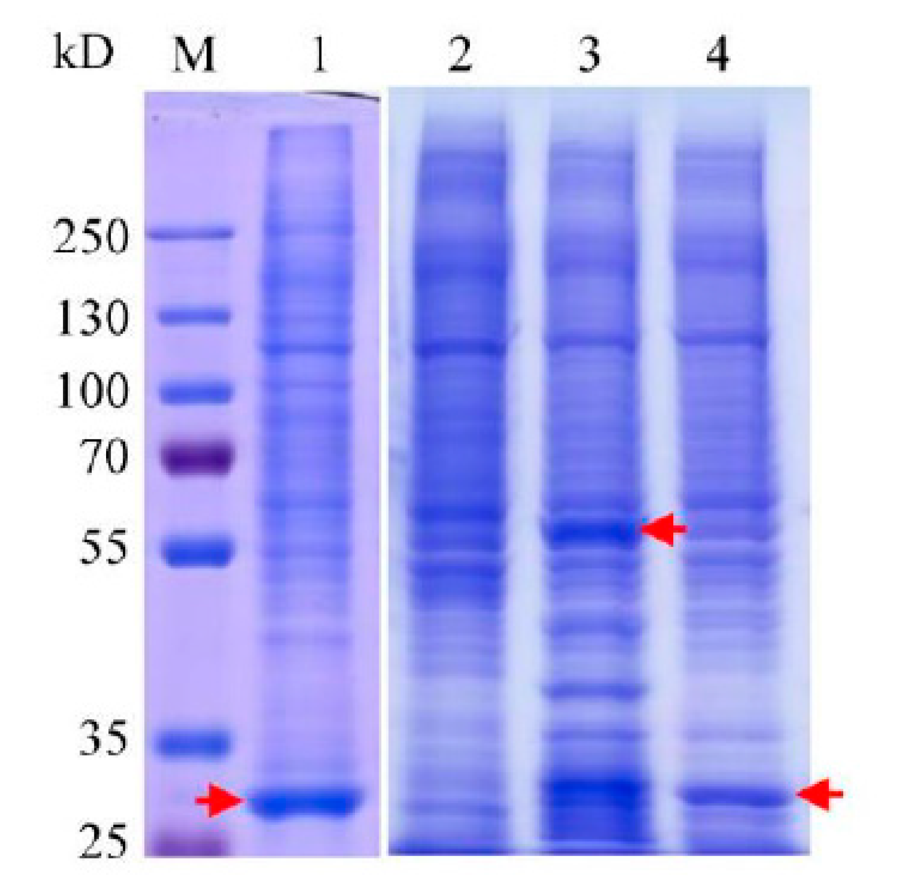 Molecules 26 02308 g004