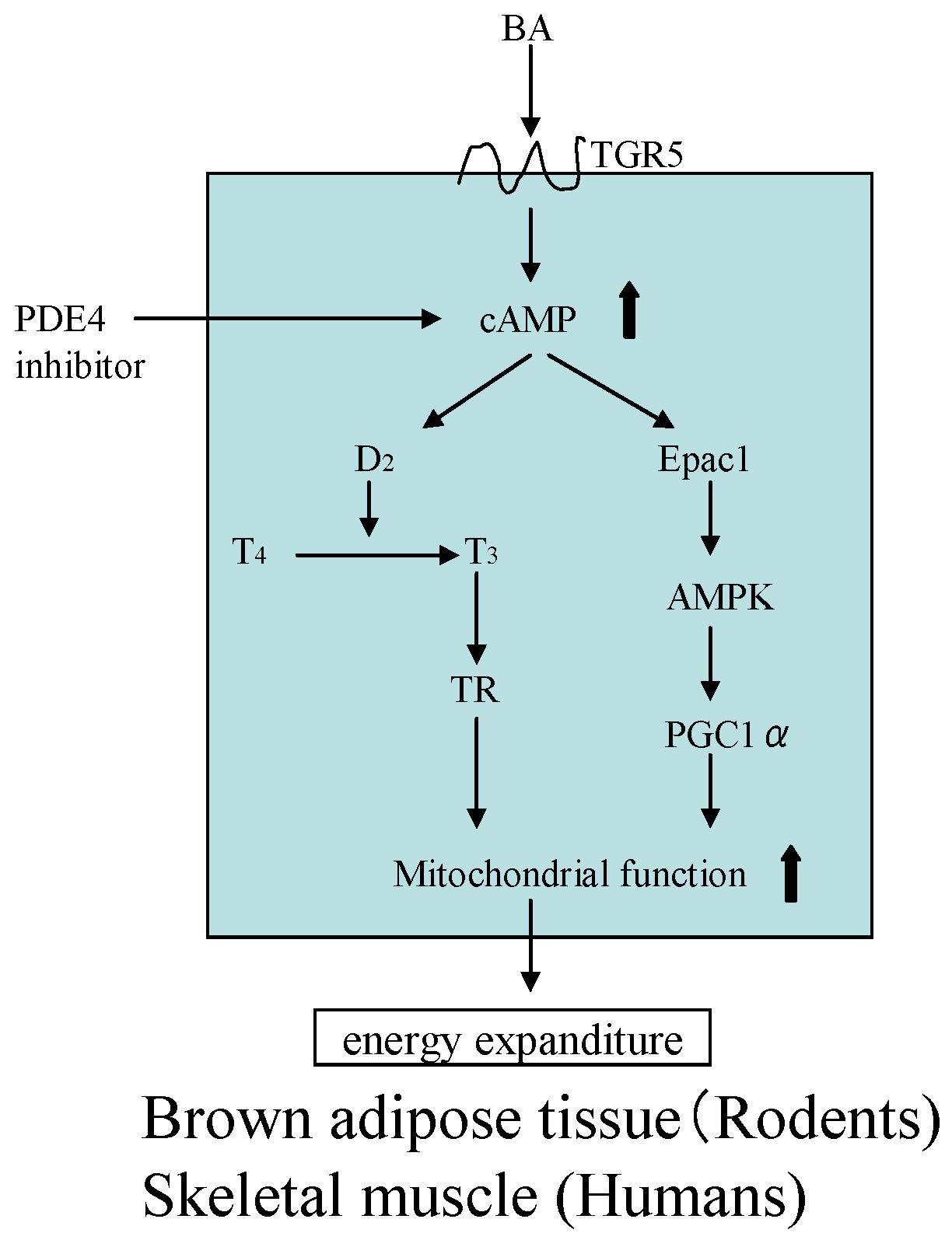 Molecules 26 02362 g008 Molecules 26 02362 g008