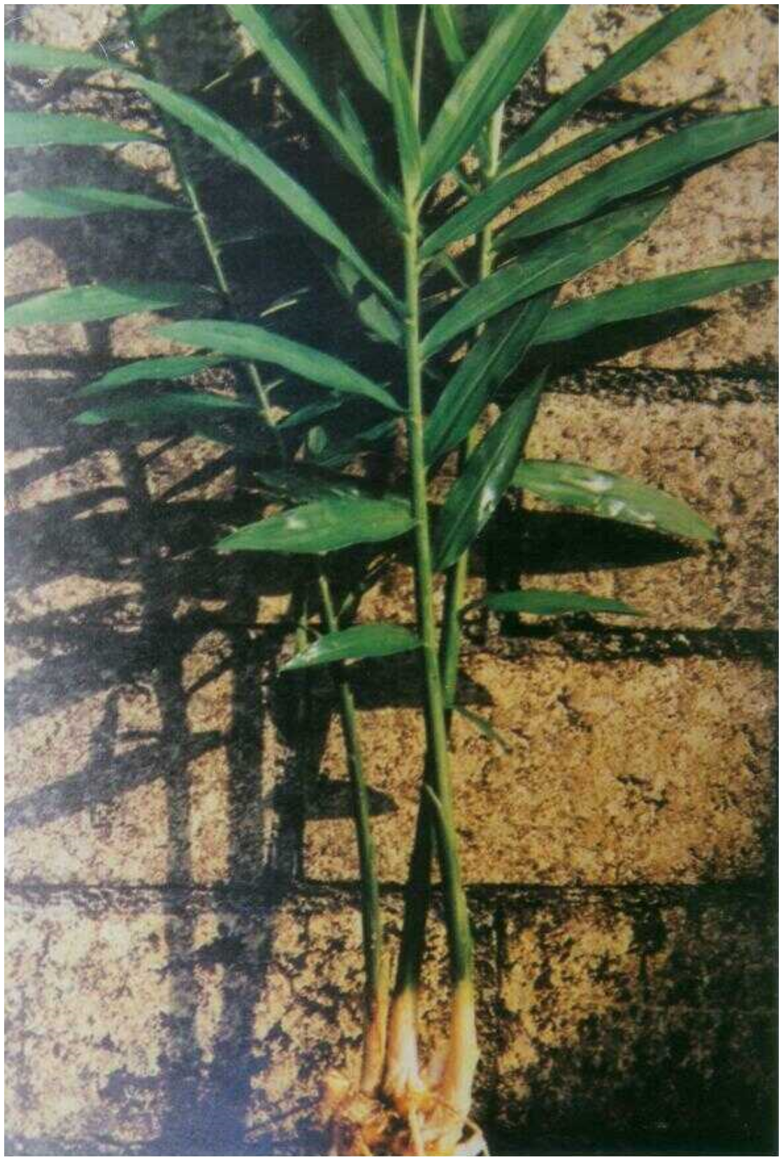 Molecules 26 02377 g001