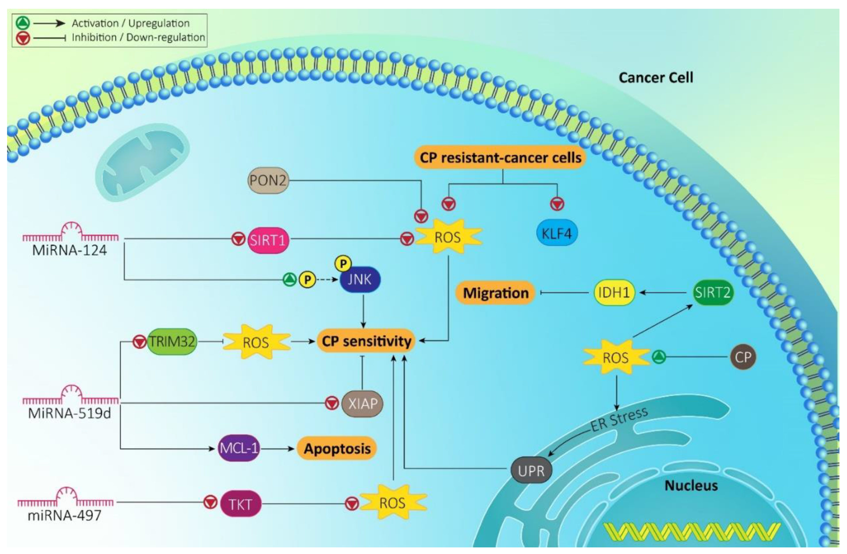 Molecules 26 02382 g001