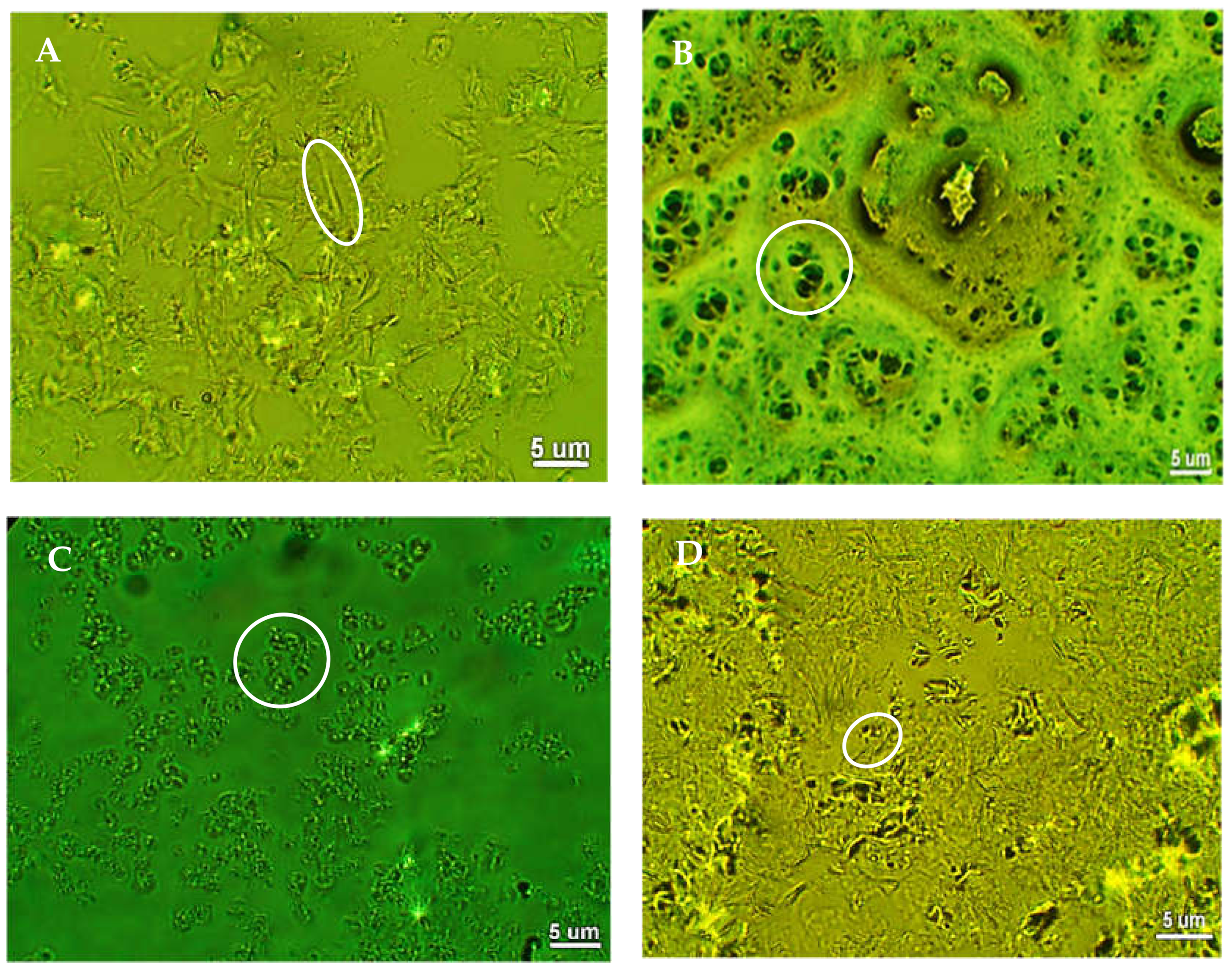Molecules 26 02425 g004 Molecules 26 02425 g004