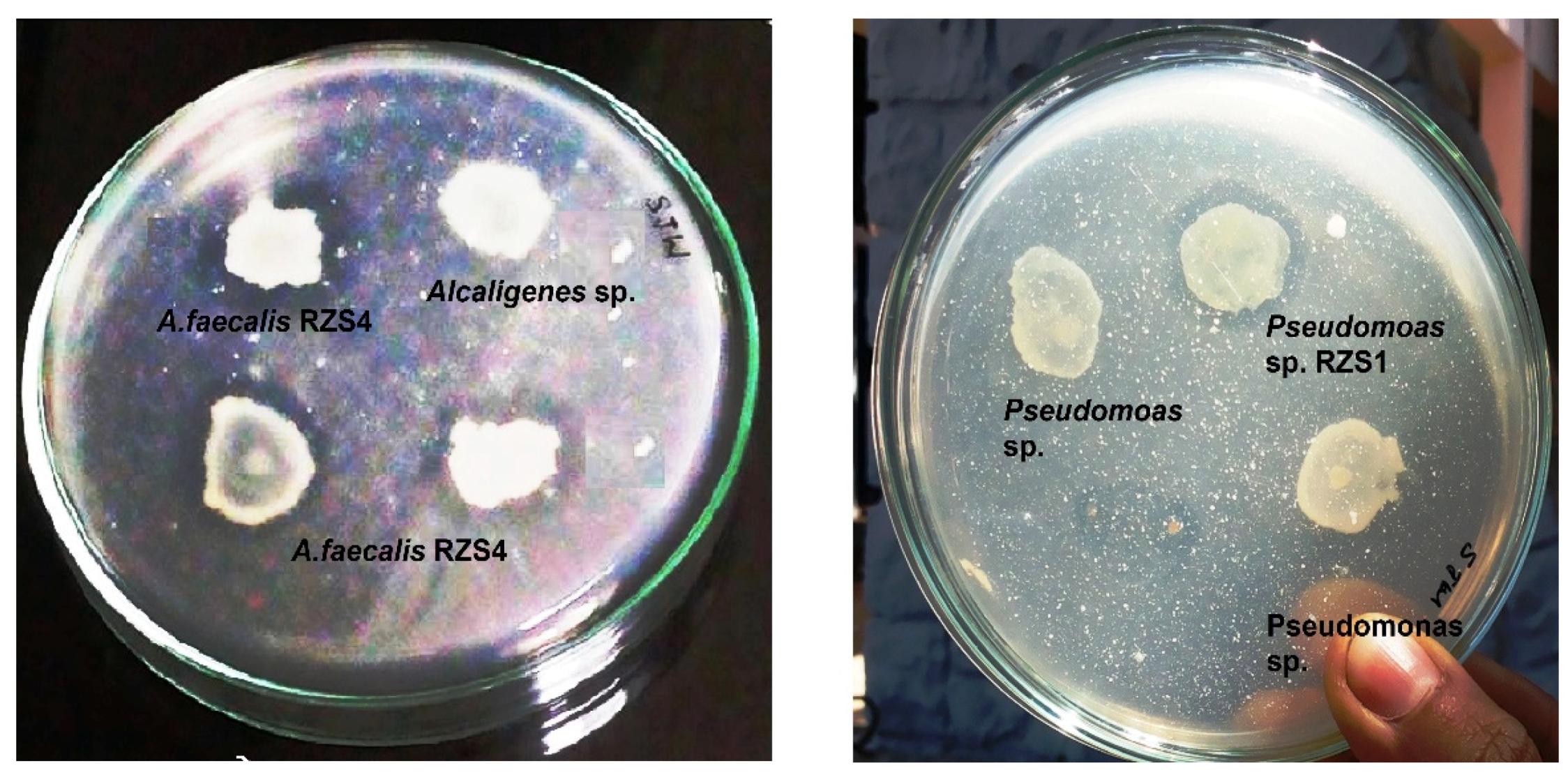 Molecules 26 02443 g007