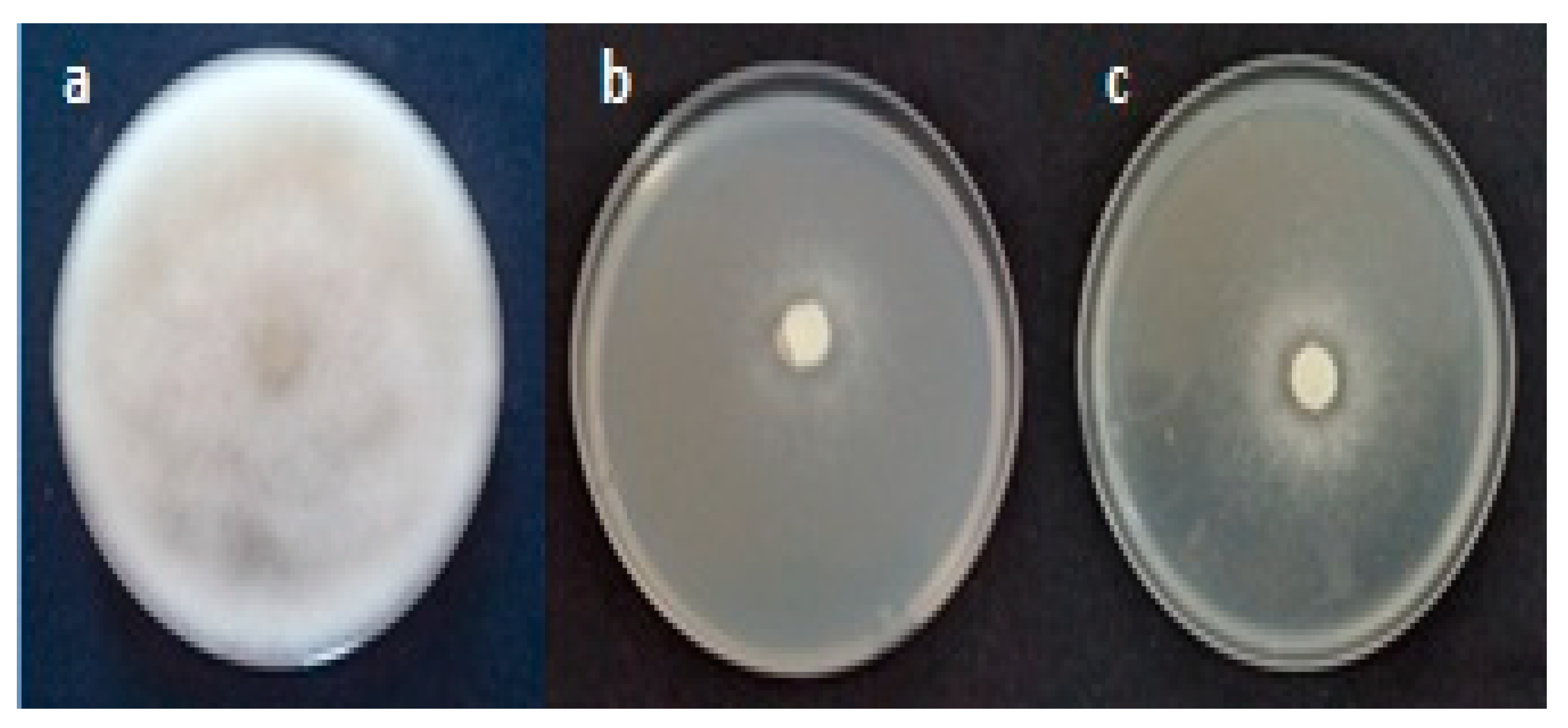Molecules 26 02479 g004