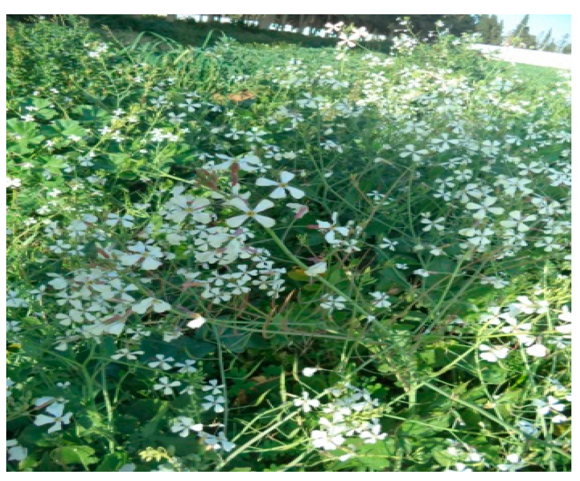 Molecules 26 02479 g005