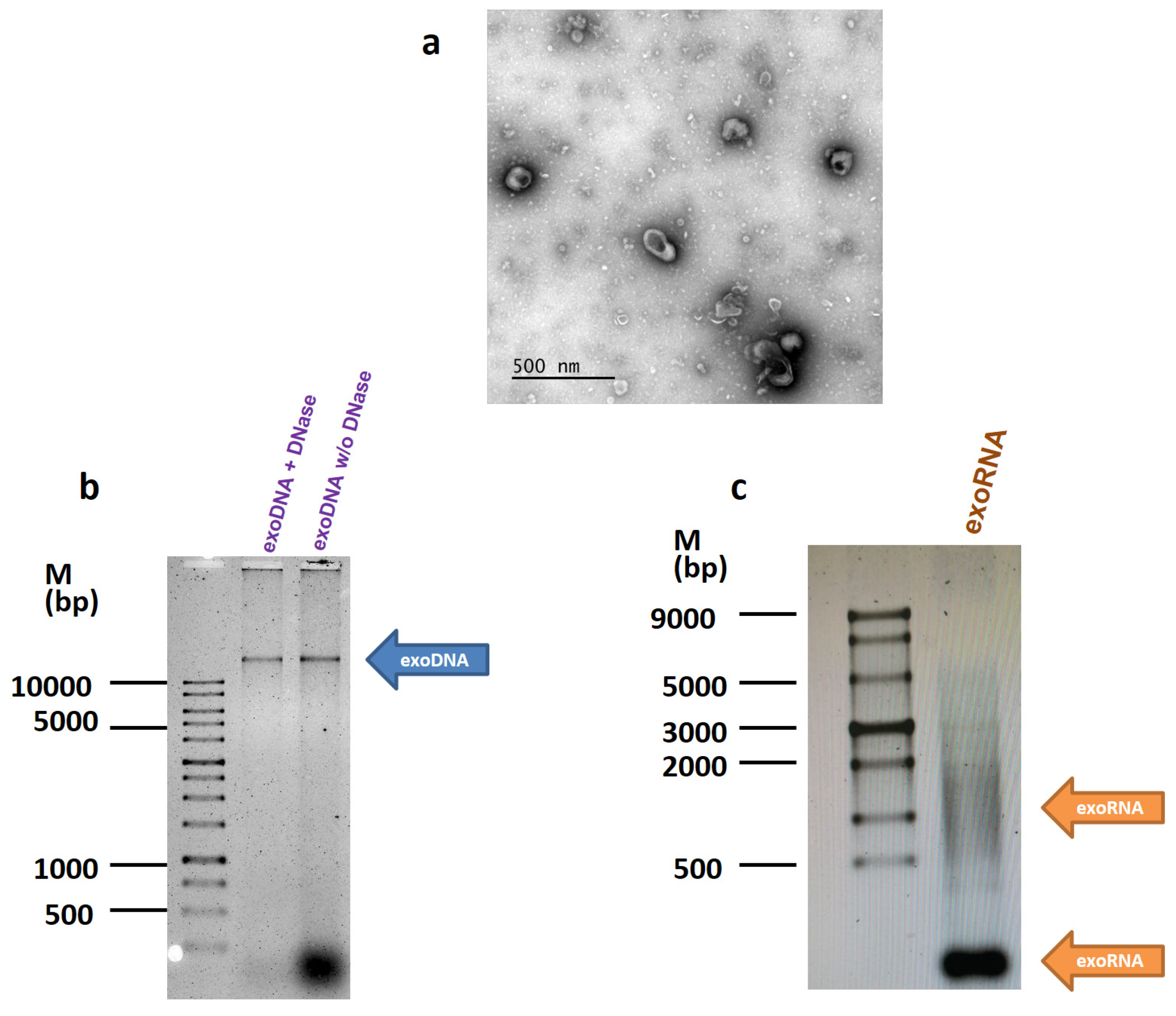 Molecules 26 02499 g001