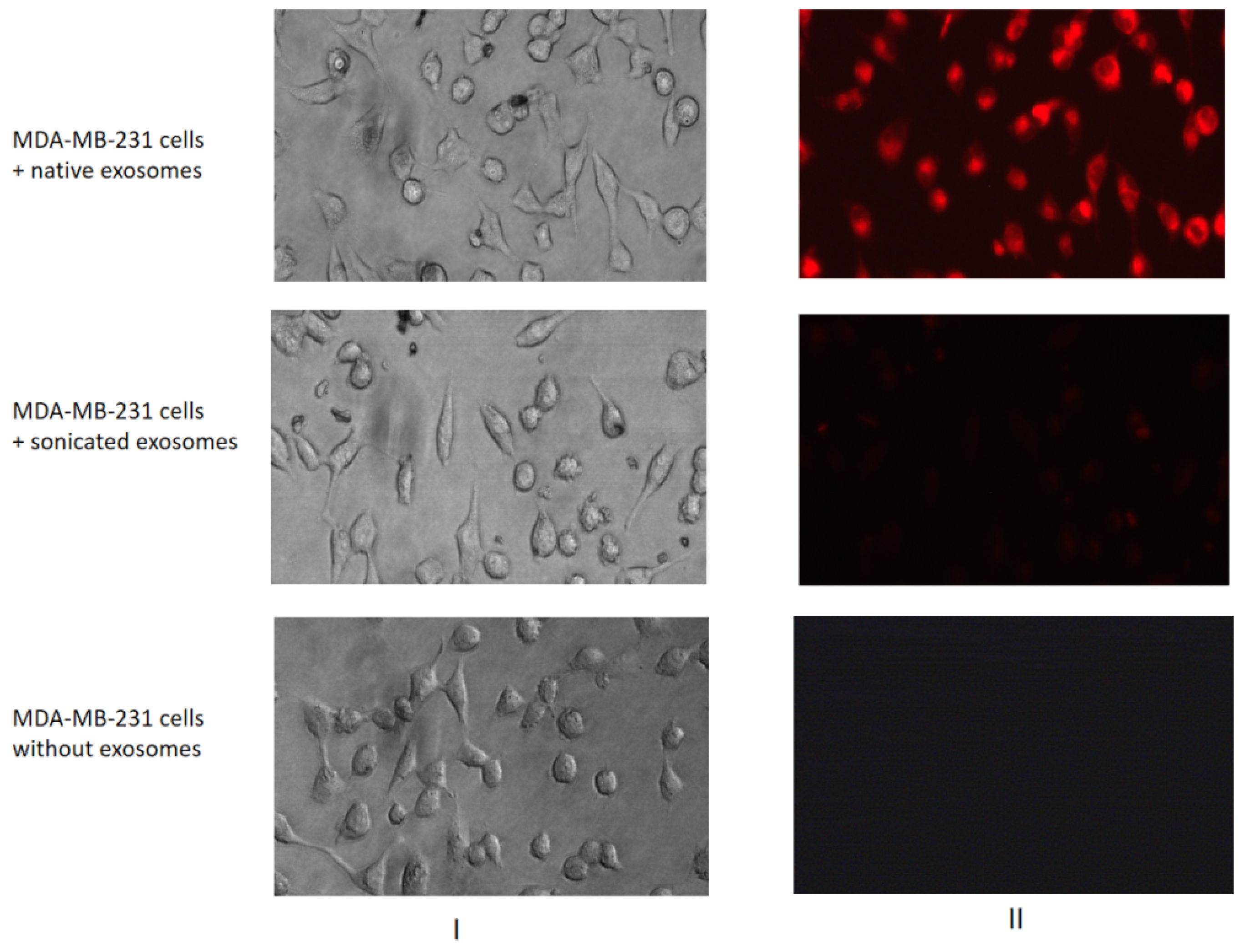 Molecules 26 02499 g004