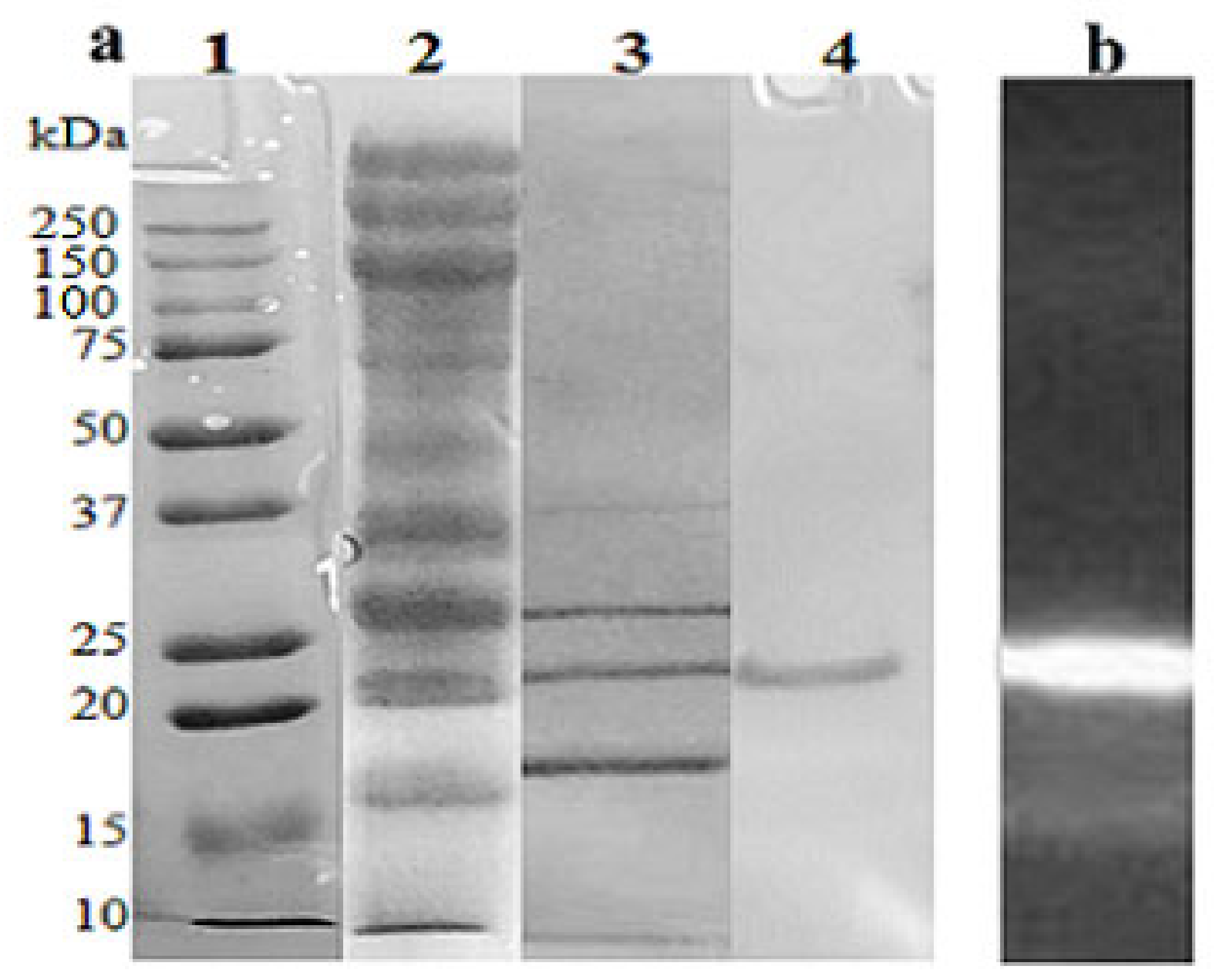 Molecules 26 02527 g004
