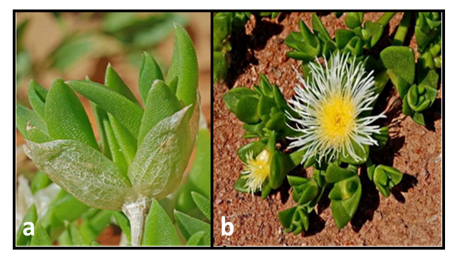 Molecules 26 02557 g002