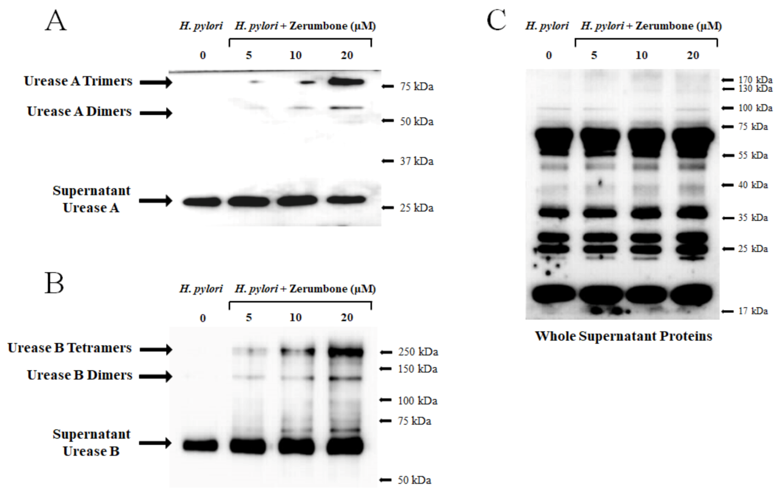 Molecules 26 02663 g004