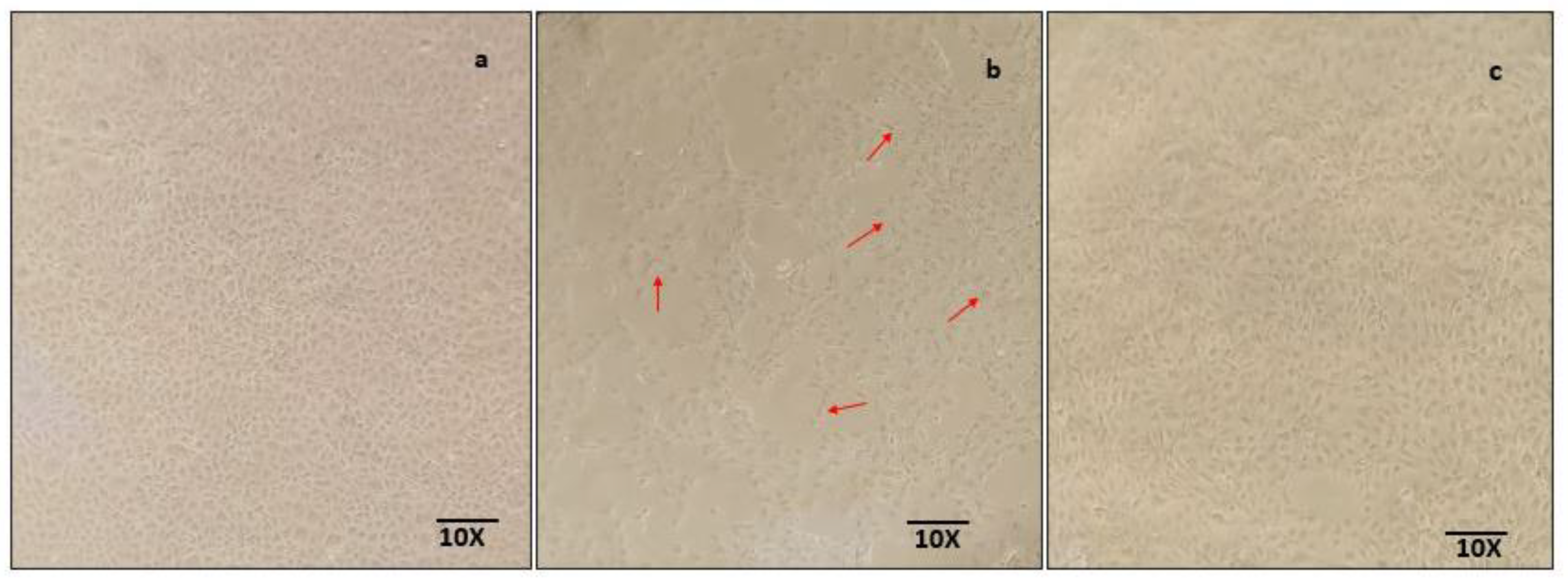 Molecules 26 02748 g007