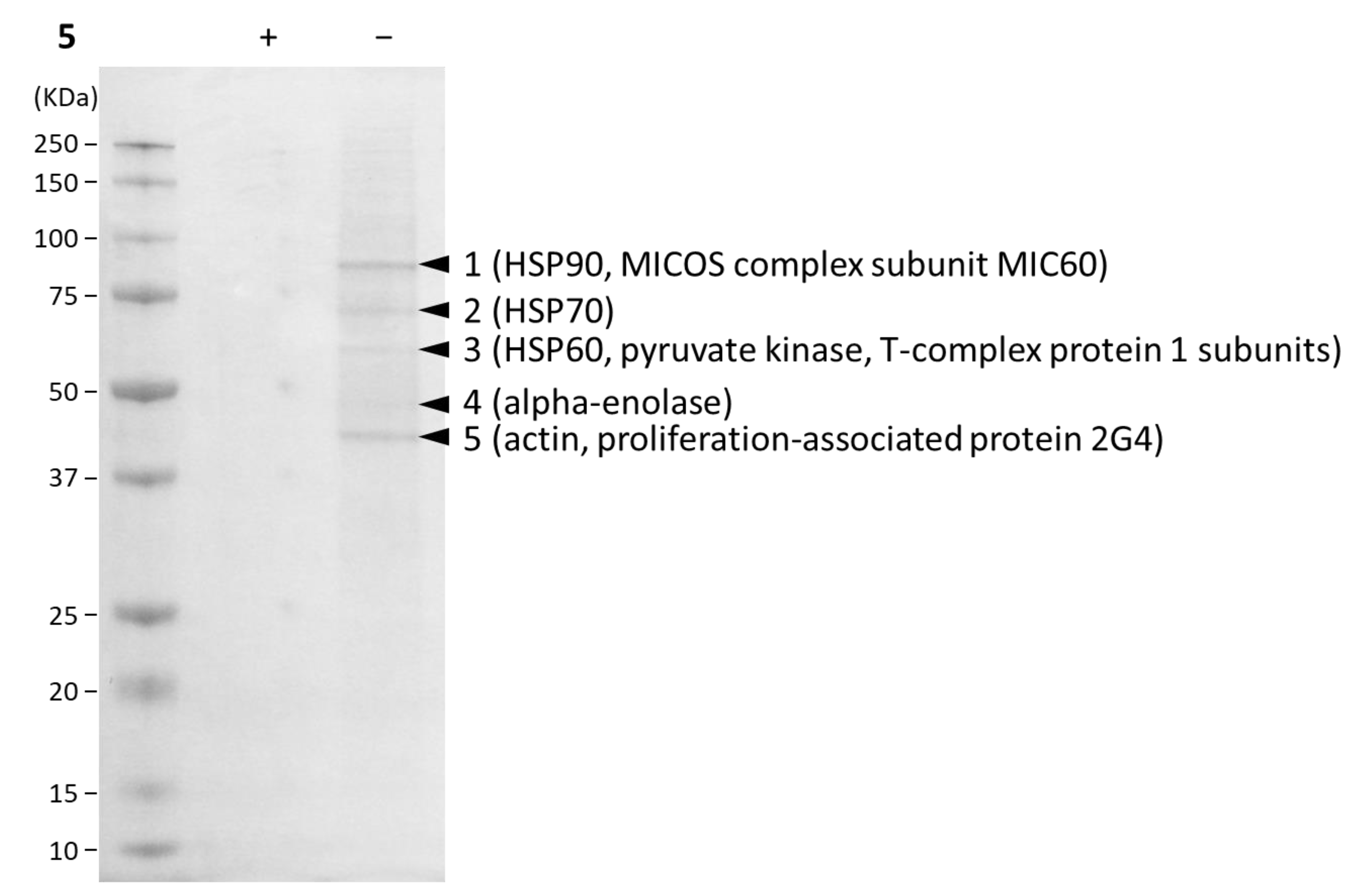 Molecules 26 02812 g003 Molecules 26 02812 g003