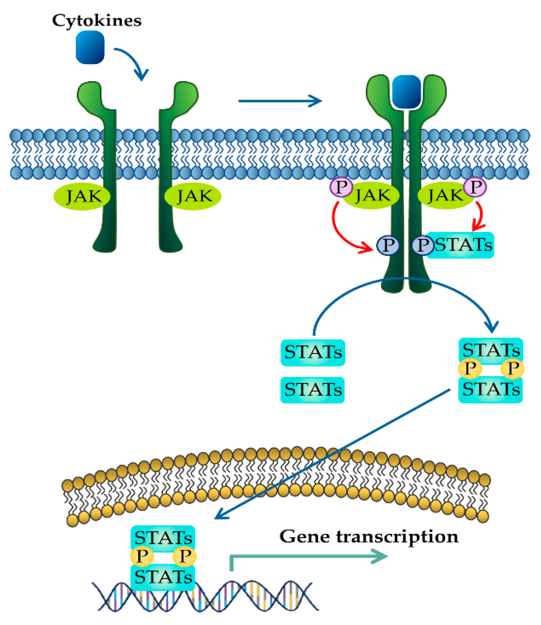 Molecules 26 02824 g001