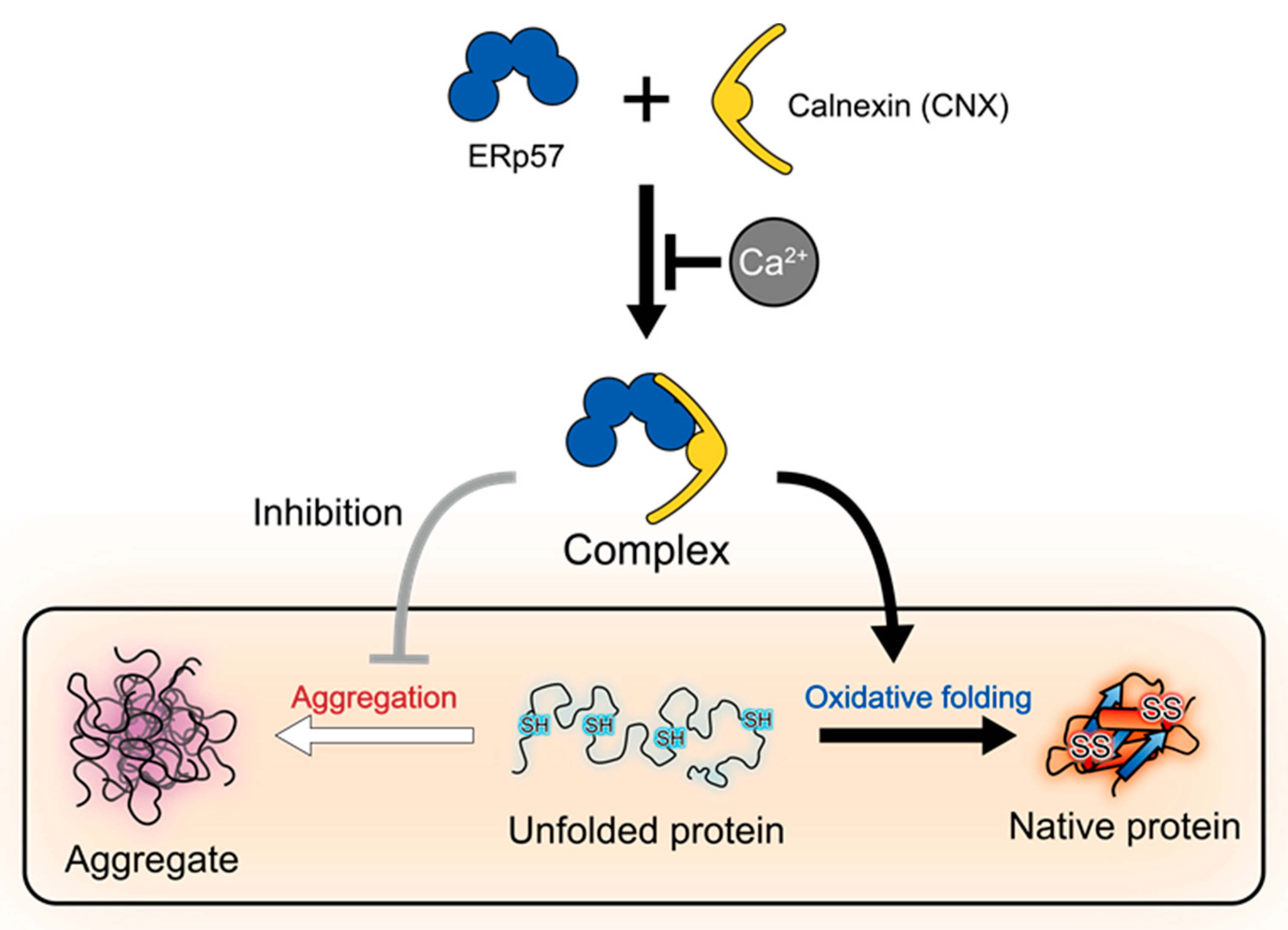 Molecules 26 02853 g005