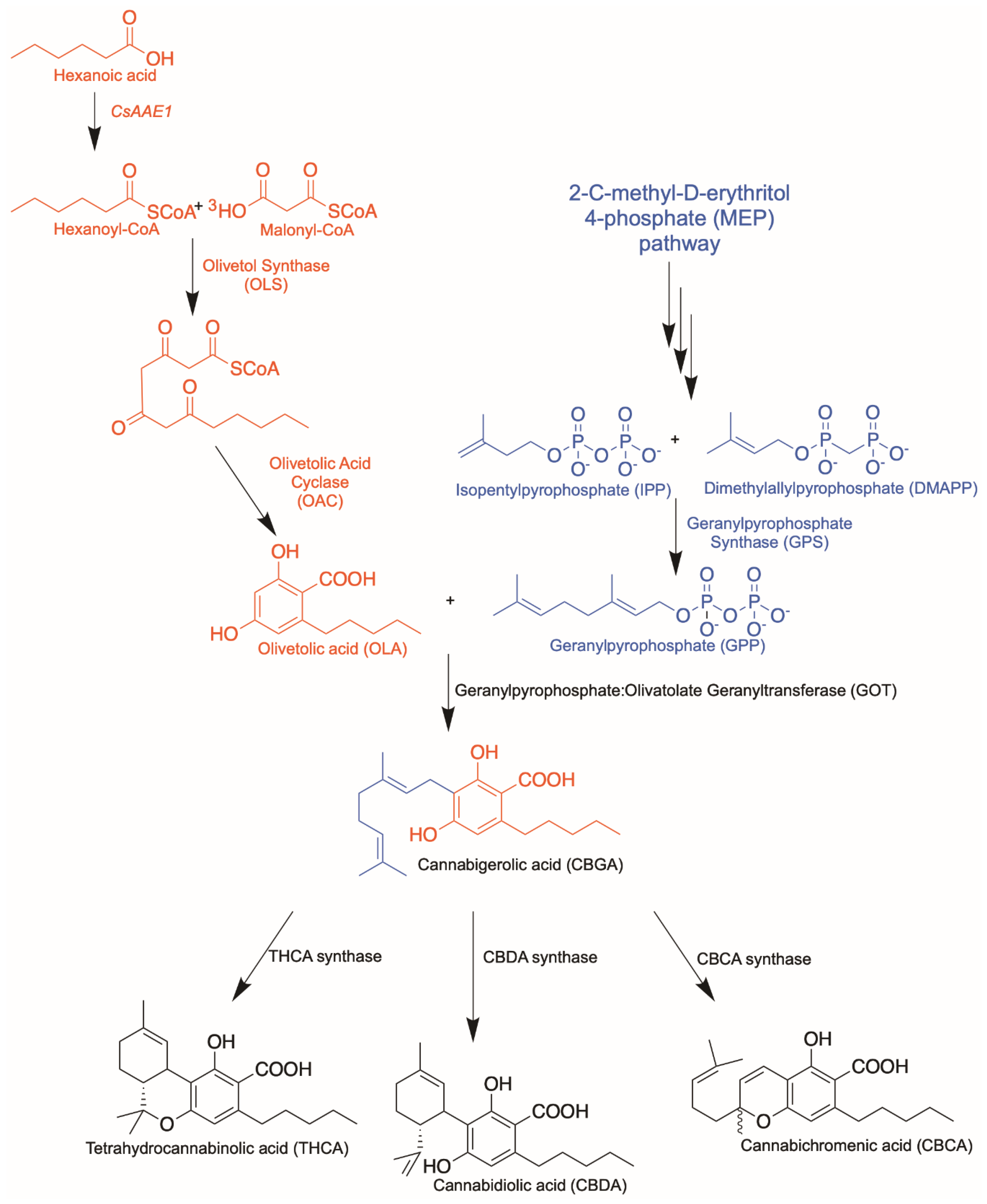 Molecules 26 02914 g001