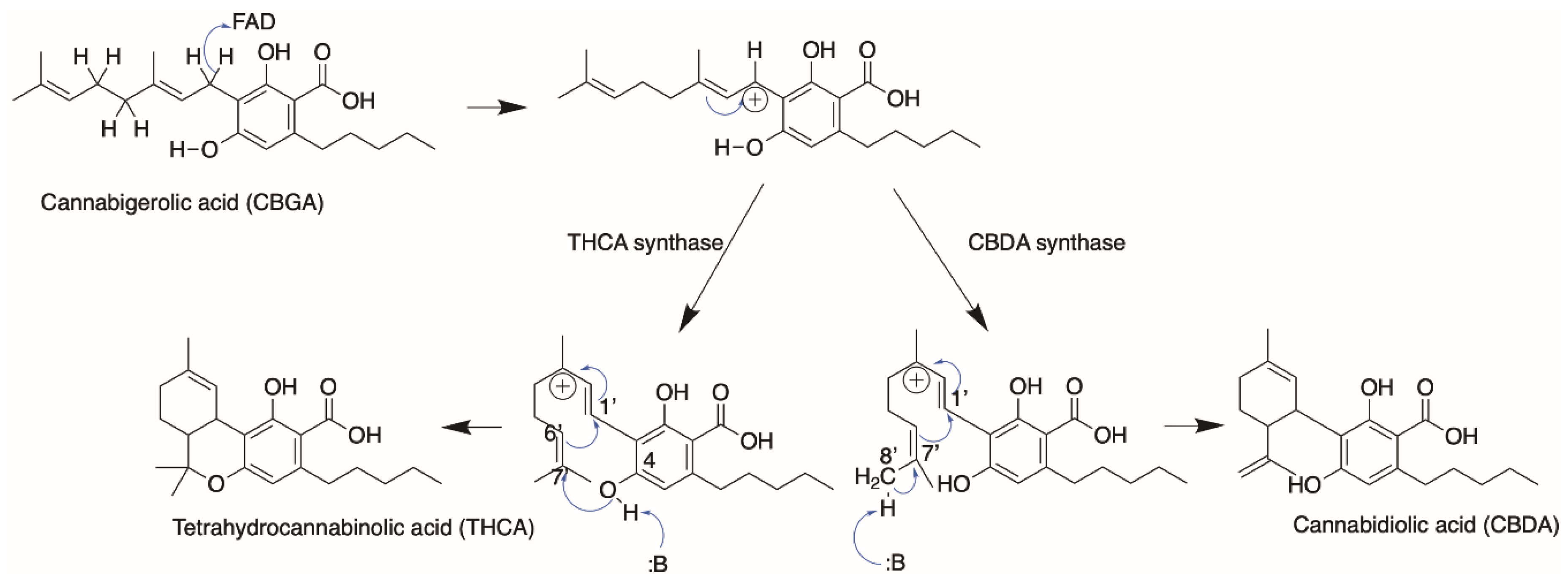 Molecules 26 02914 g011