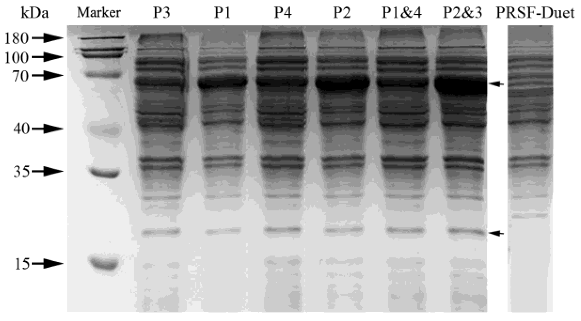 Molecules 26 02919 g001
