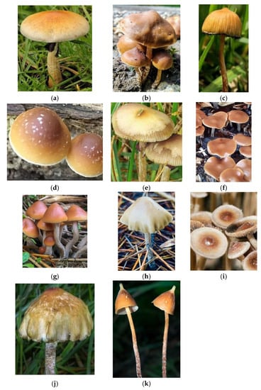 Molecules 26 02948 g003