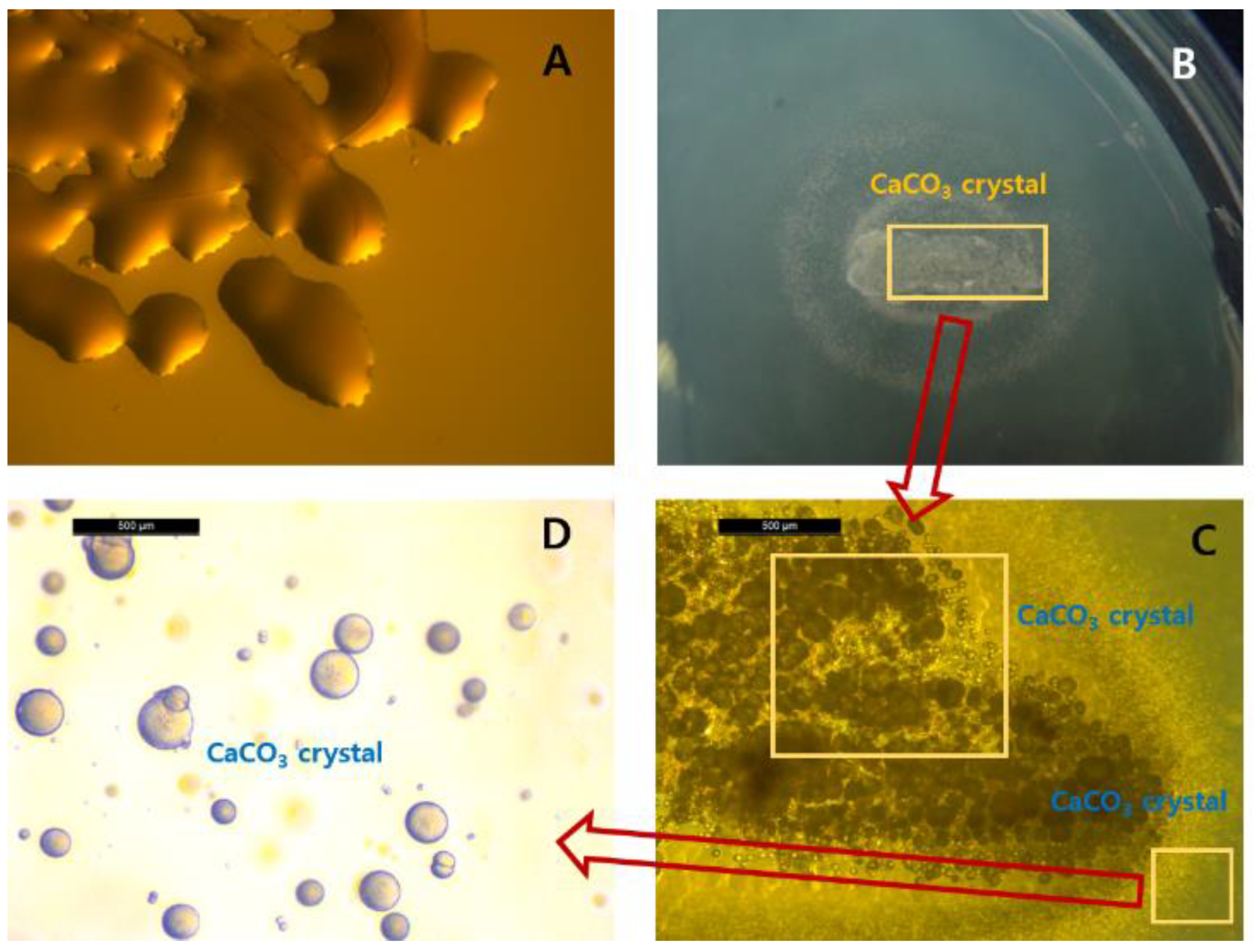 Molecules 26 02967 g003